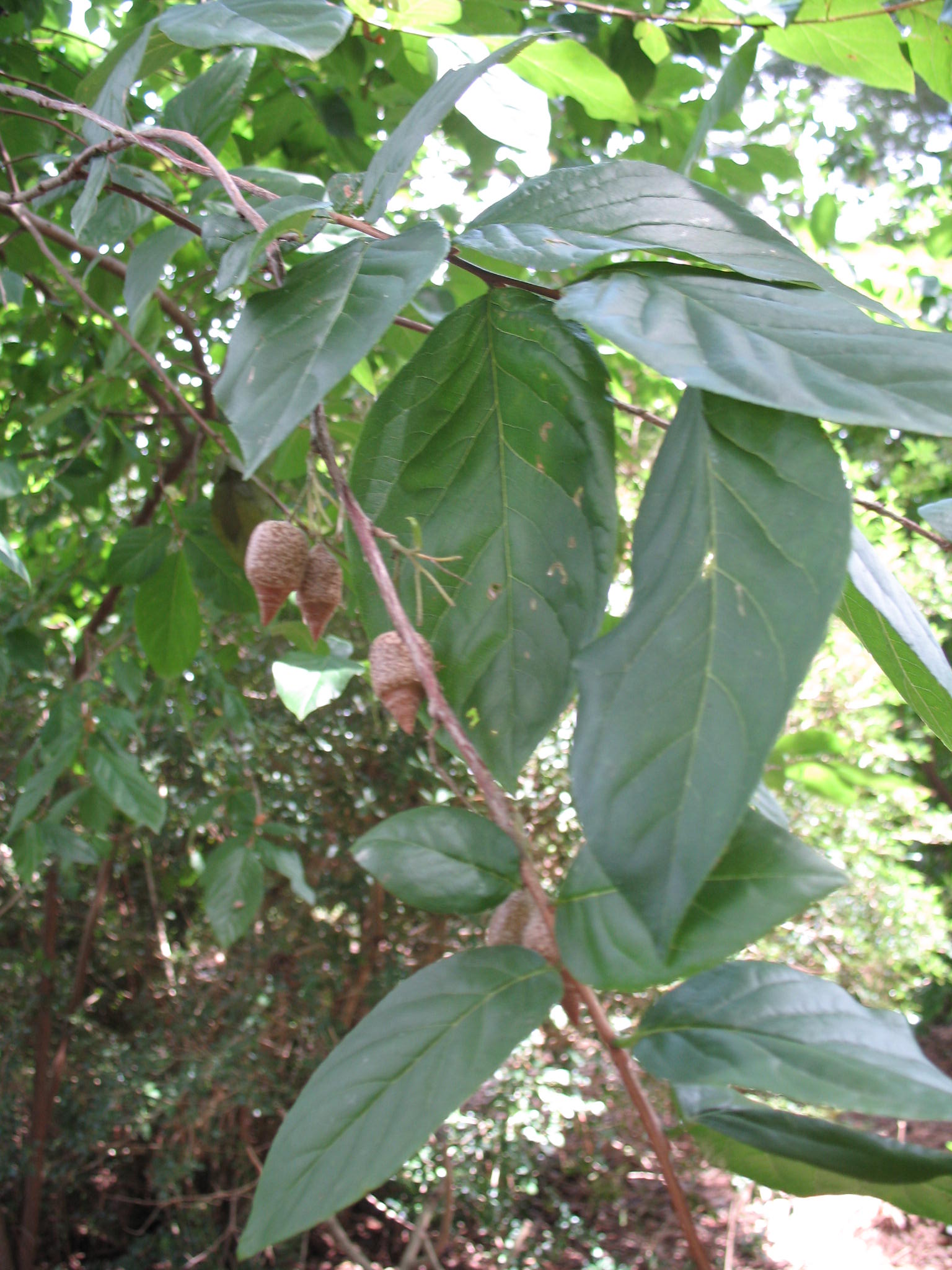 Sinojackia rehderiana  / Jacktree