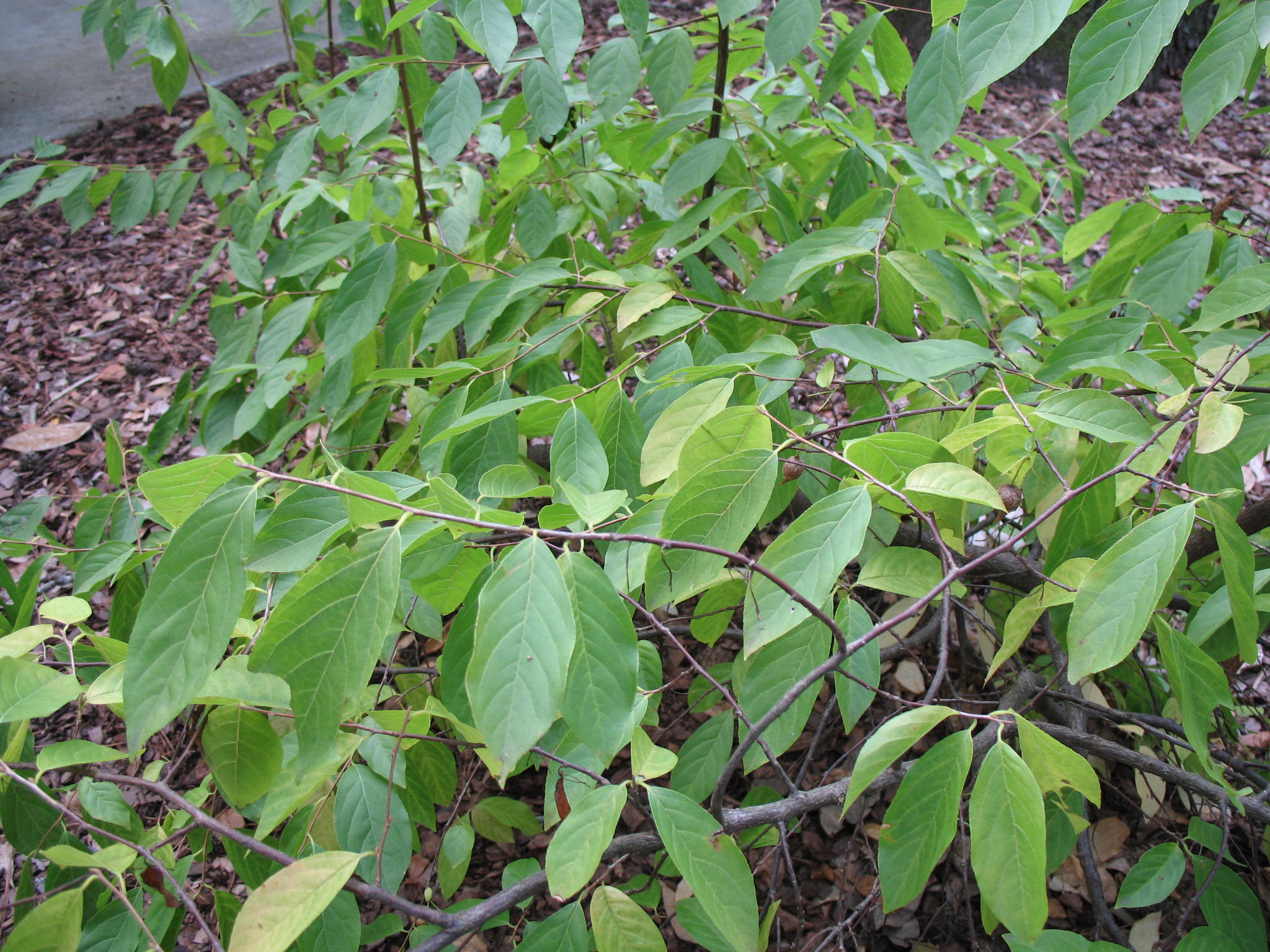 Sinojackia xylocarpa  / Weeping Jack Tree