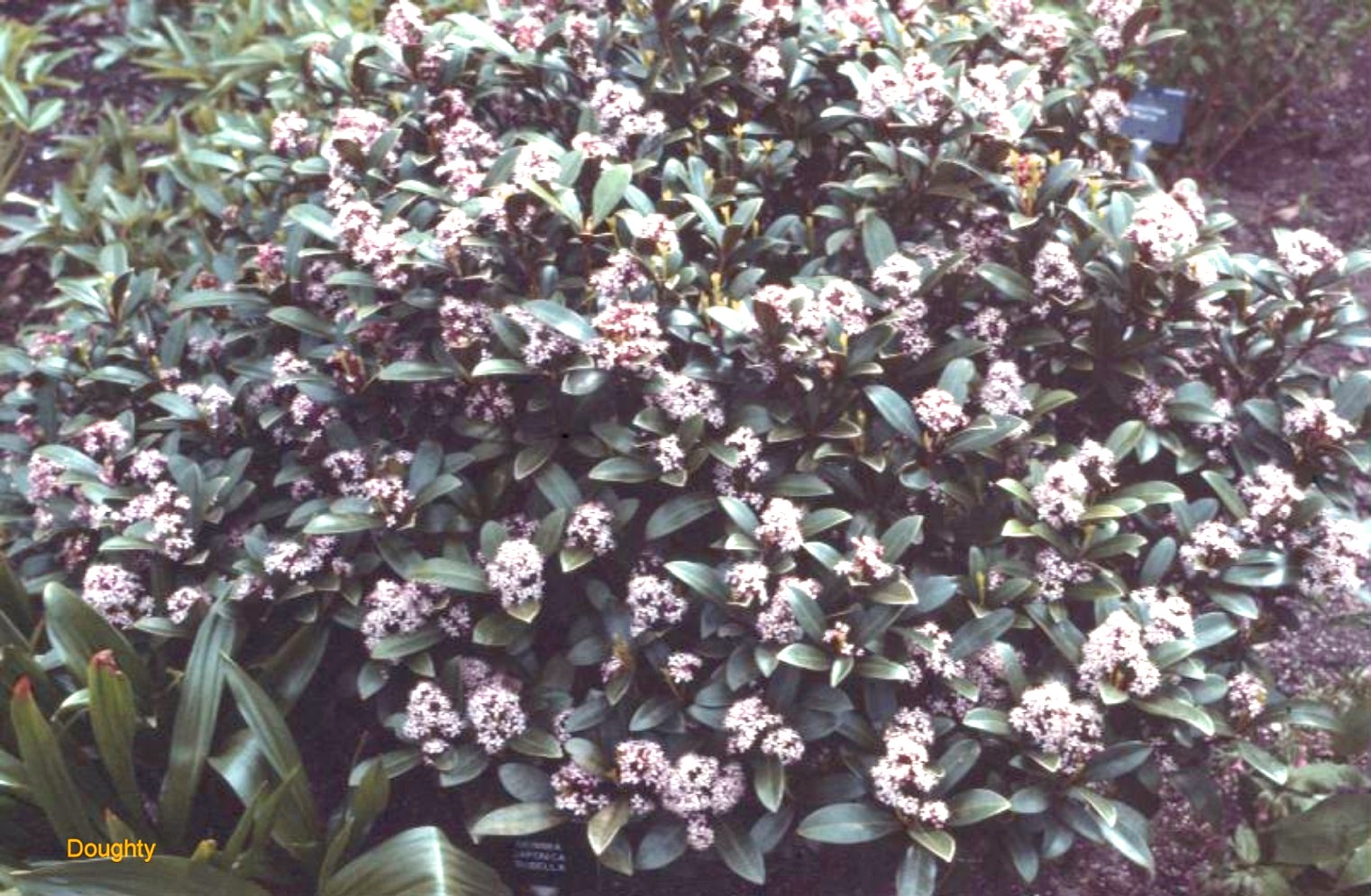 Skimmia japonica / Skimmia japonica