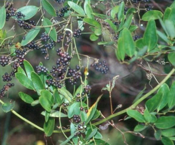 Smilax lanceolata / Smilax