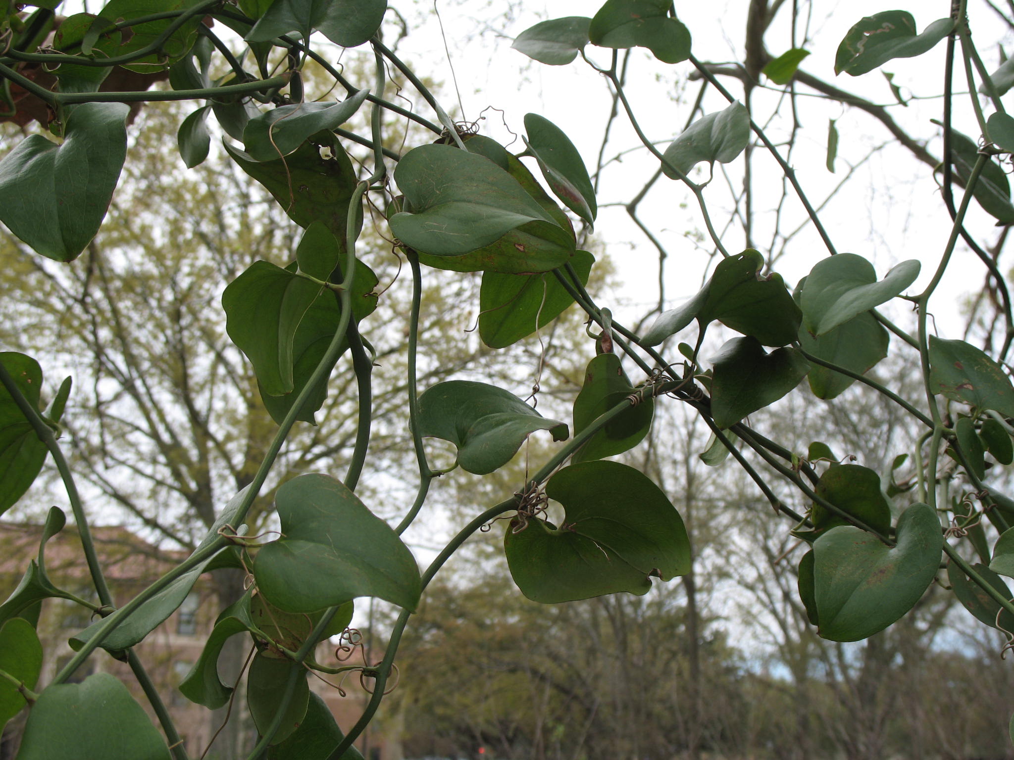 Smilax rotundifolia  / Roundleaf Greenbrier