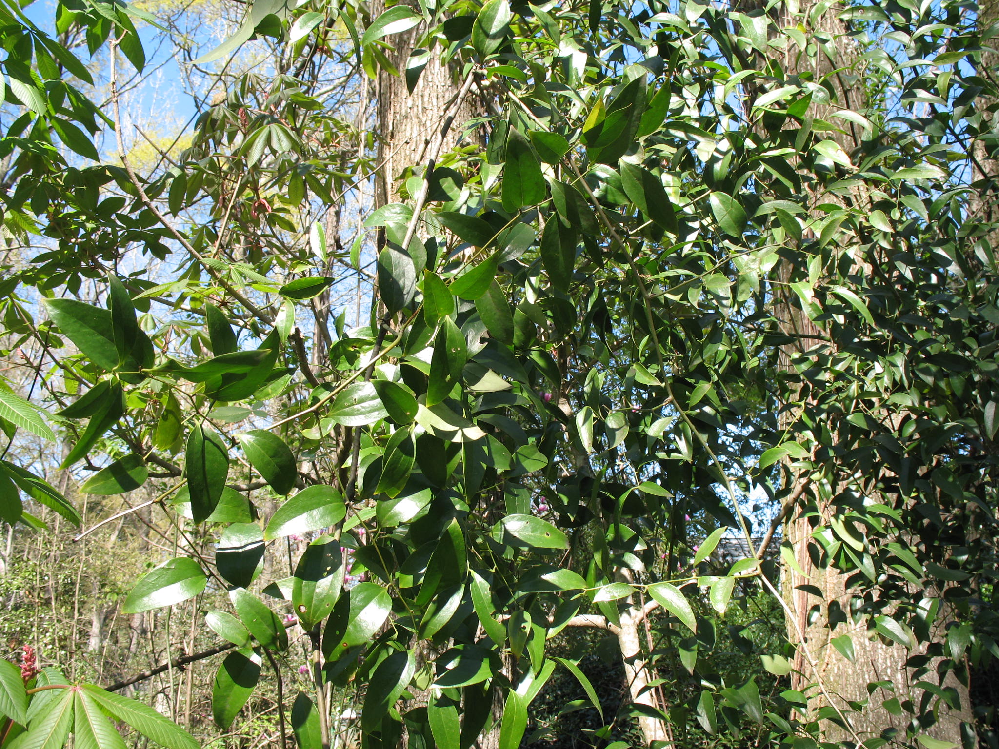 Smilax smallii / Southern Smilax