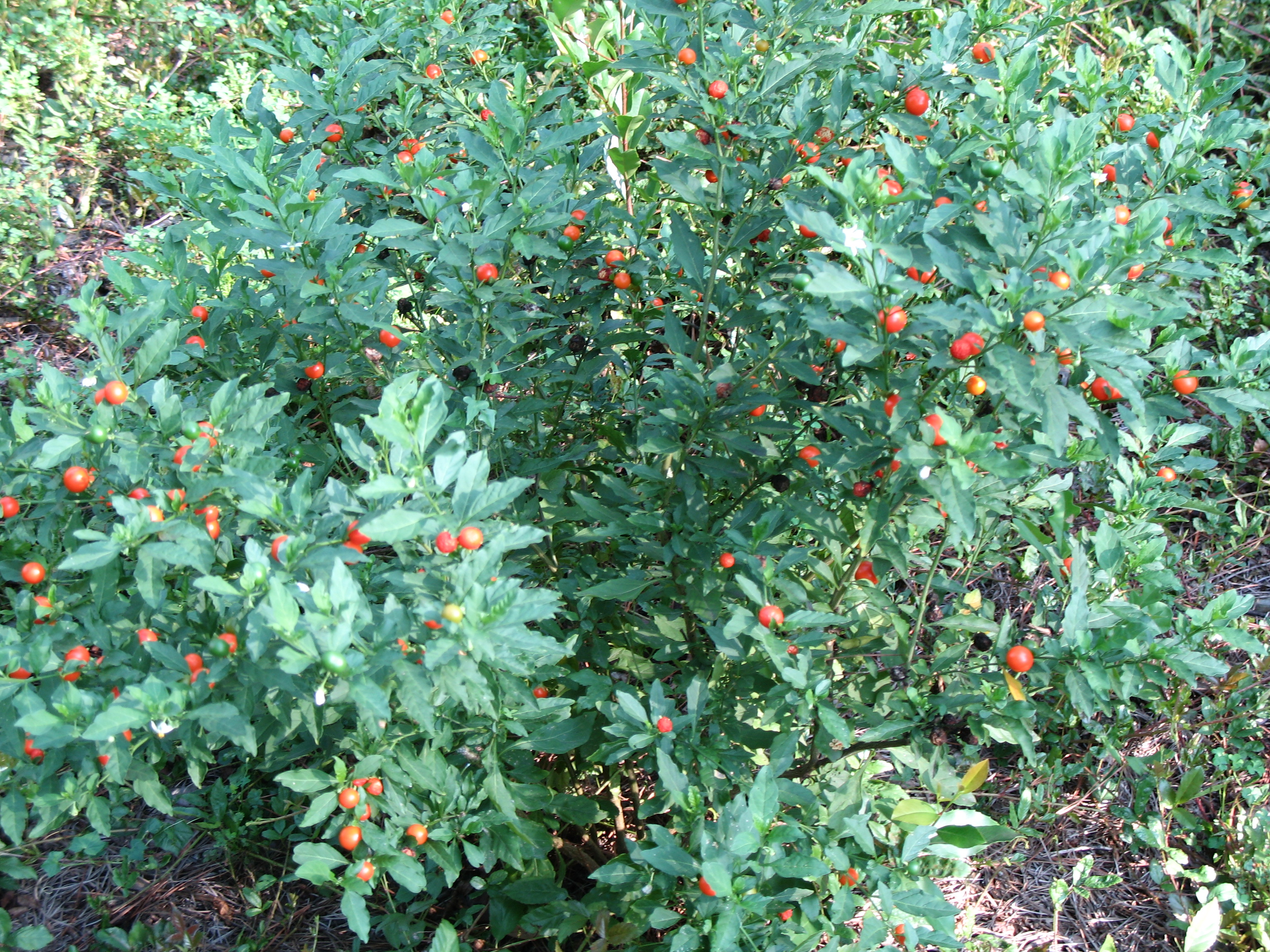 Solanum pseudocapsicum / Jerusalem Cherry