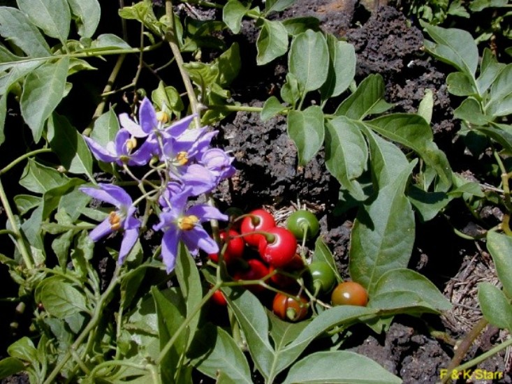 Solanum seaforthianum / Solanum seaforthianum