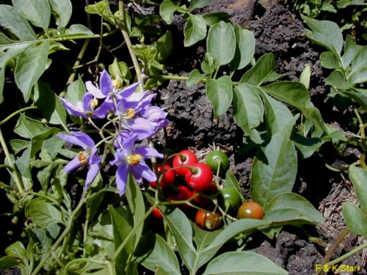 Solanum seaforthianum / Brazilian Nightshade