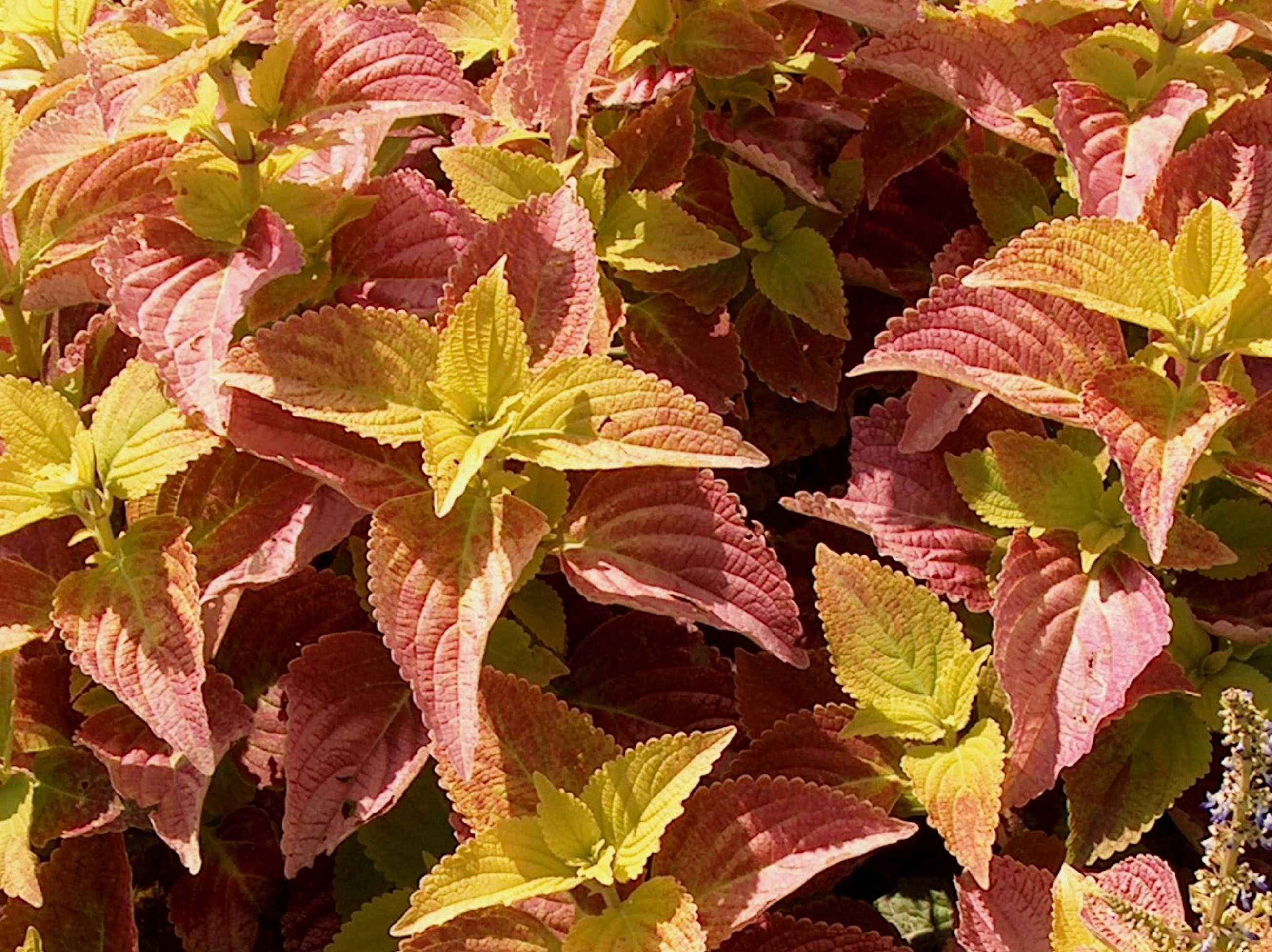 Solenostemon scutellarioides 'Alabama'   / Alabama Coleus