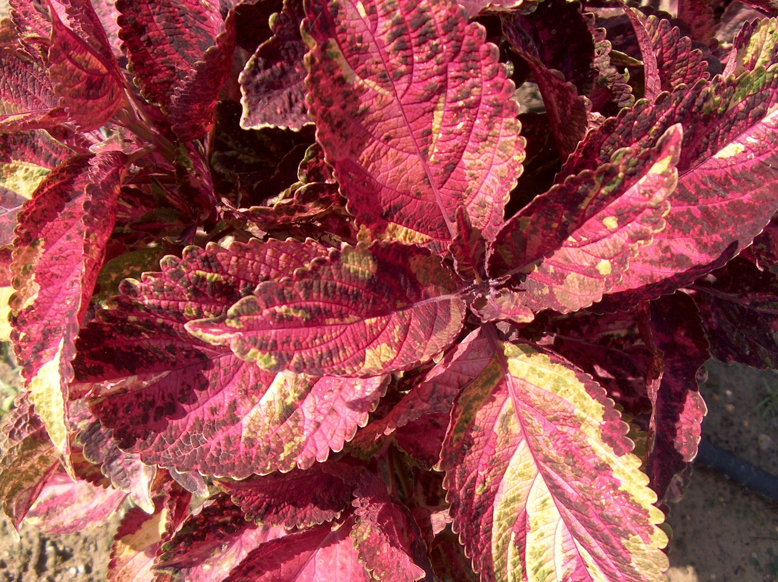 Solenostemon scutellarioides 'Candy Store'  / Candy Store Coleus