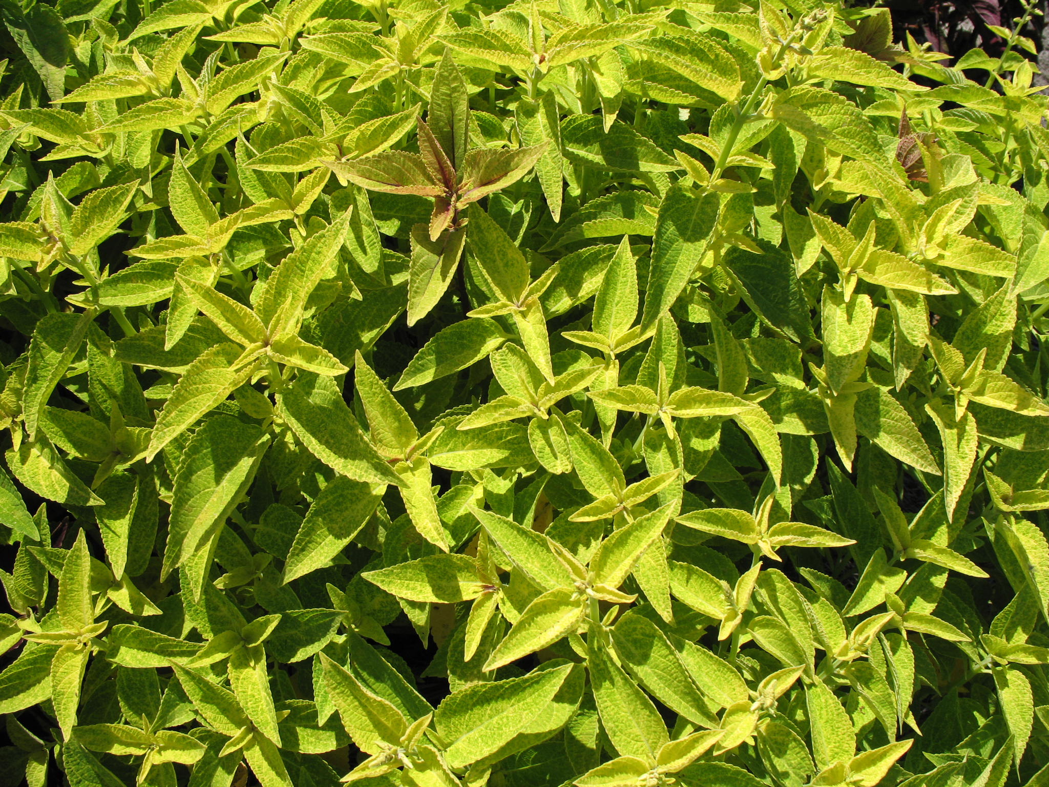 Solenostemon scutellarioides 'Dappled Apple' / Dappled Apple Coleus