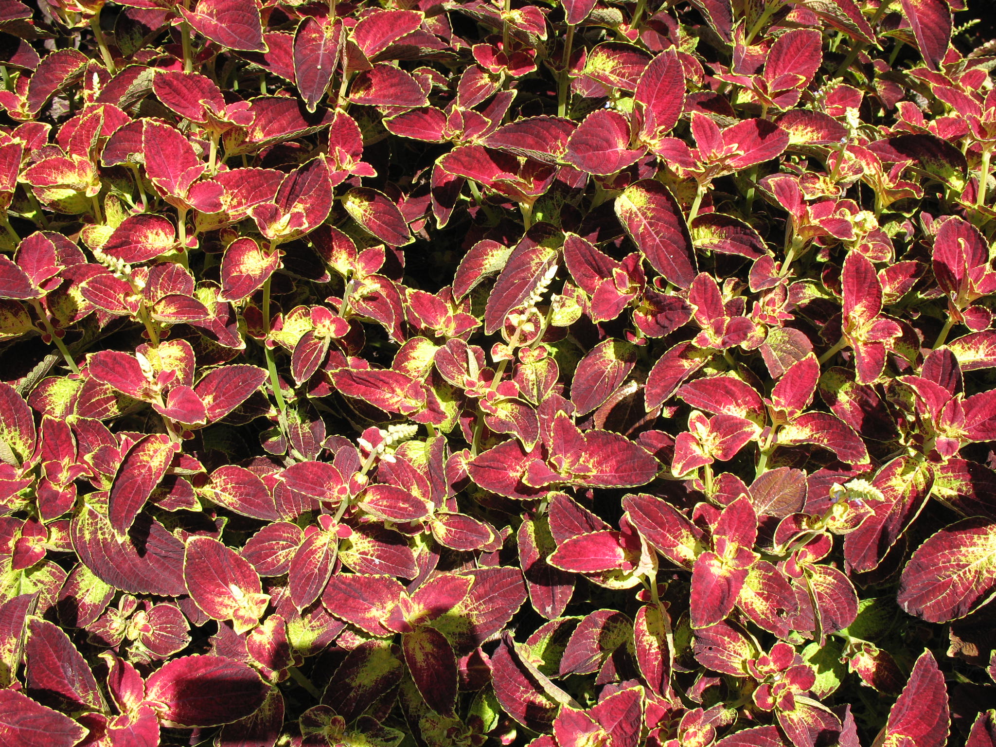 Solenostemon scutellarioides 'Dipt in Wine'  / Dipt in Wine Coleus