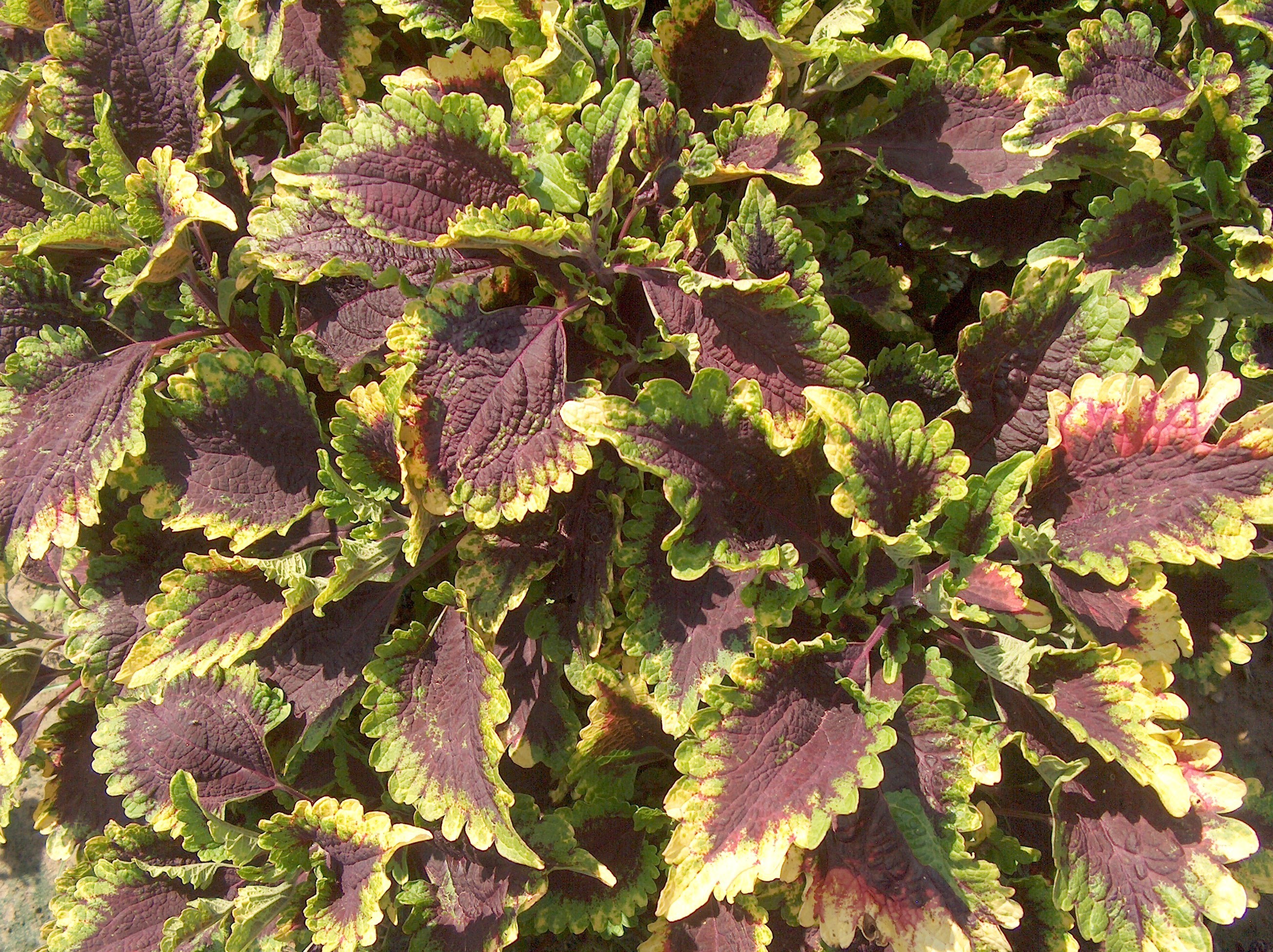 Solenostemon scutellarioides 'Florida Sun Splash'   / Florida Sun Splash Coleus