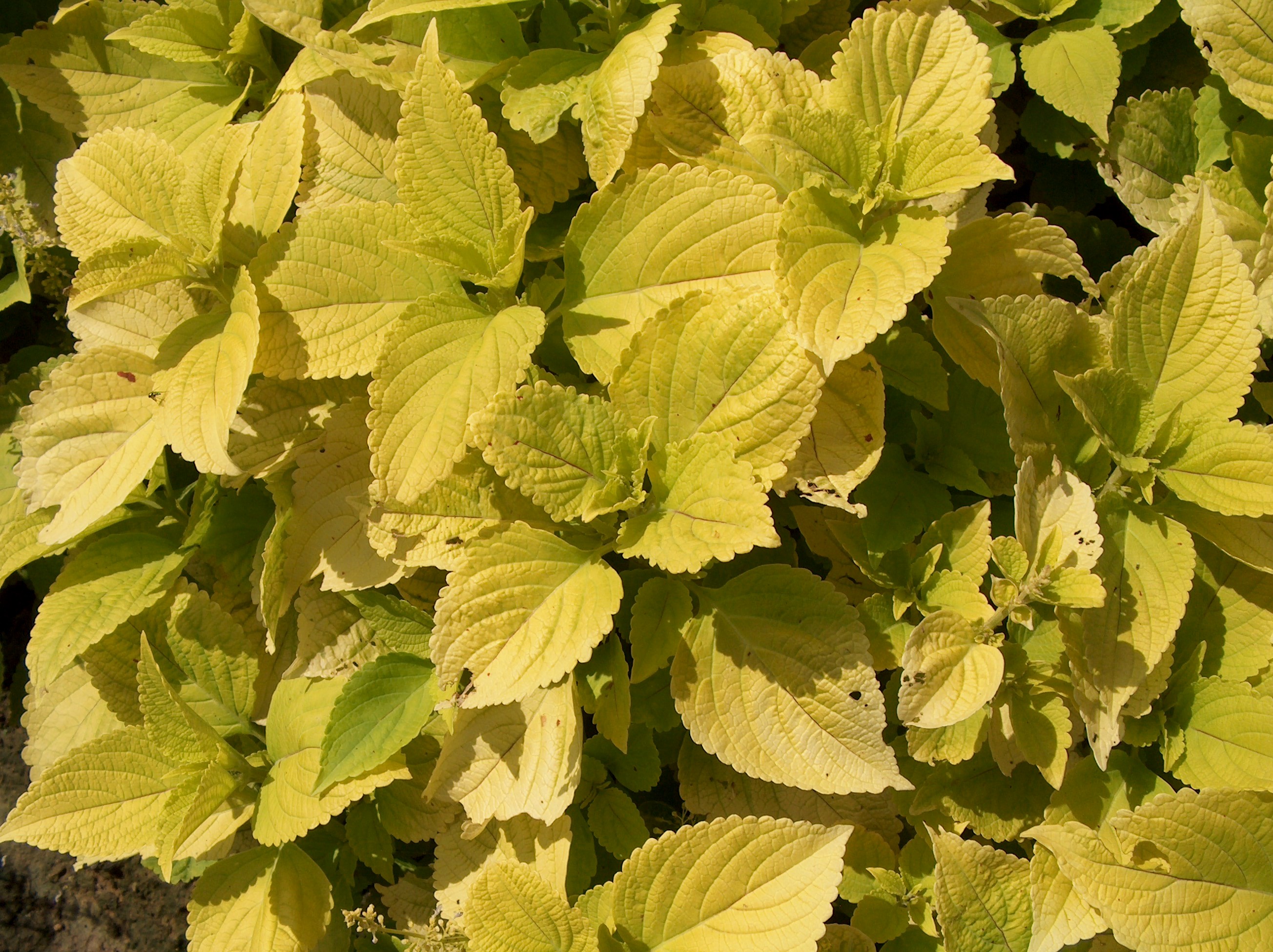 Solenostemon scutellarioides 'Gay's Delight'  / Gay's Delight Coleus