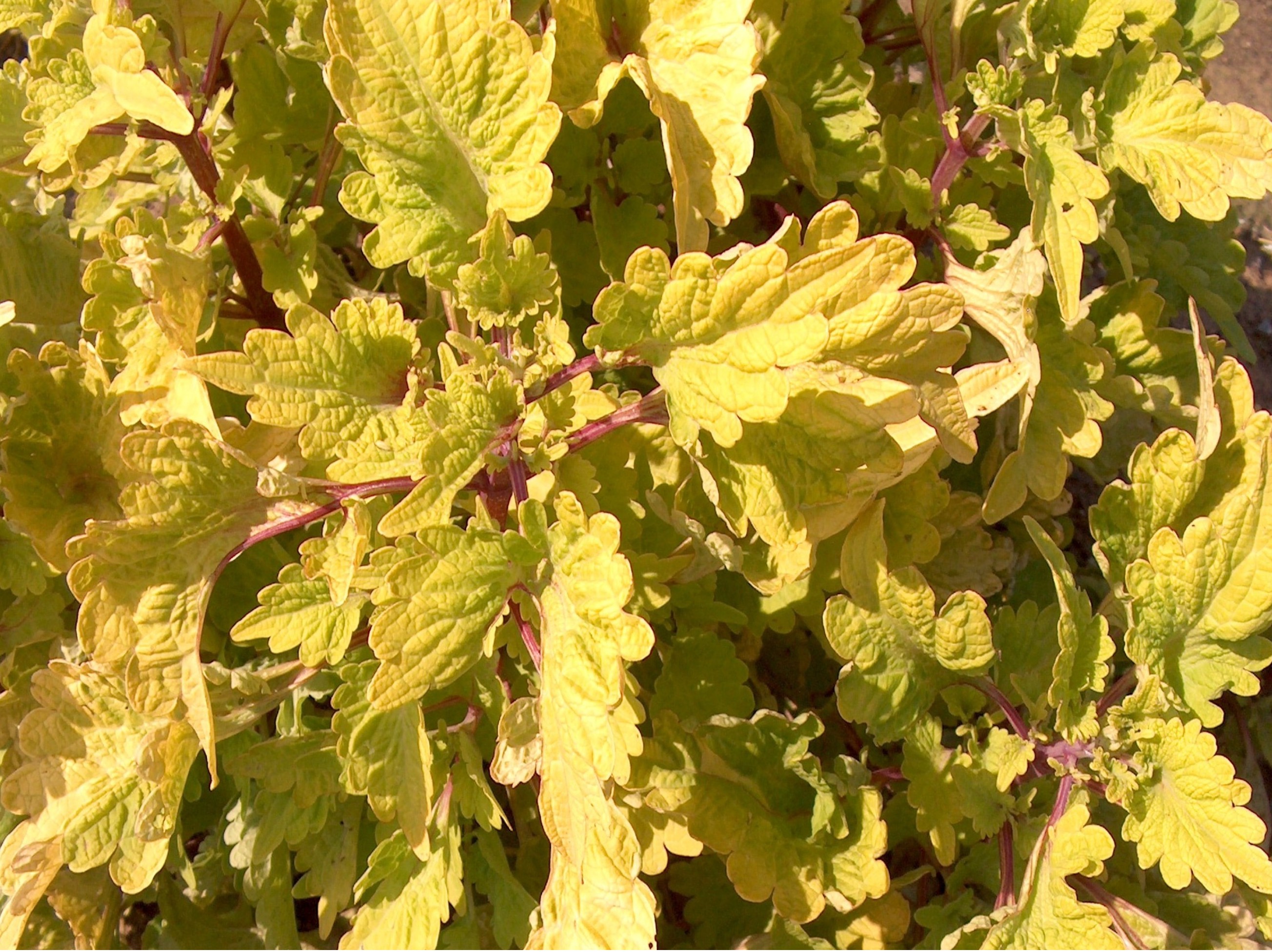 Solenostemon scutellarioides 'Gold Lace'  / Solenostemon scutellarioides 'Gold Lace' 