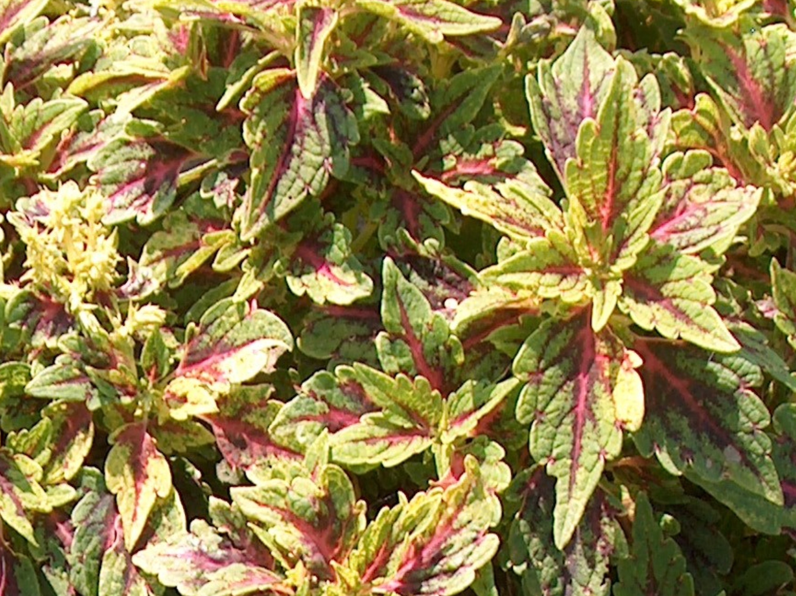 Solenostemon scutellarioides 'Grace Ann'  / Grace Ann Coleus