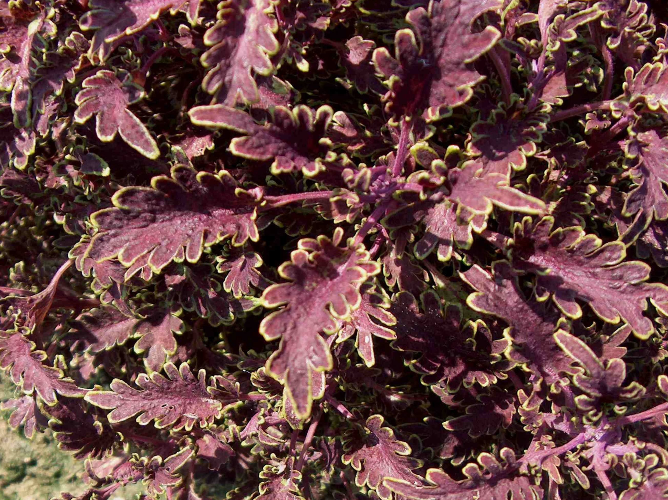 Solenostemon scutellarioides 'Kiwi Fern'  / Solenostemon scutellarioides 'Kiwi Fern' 
