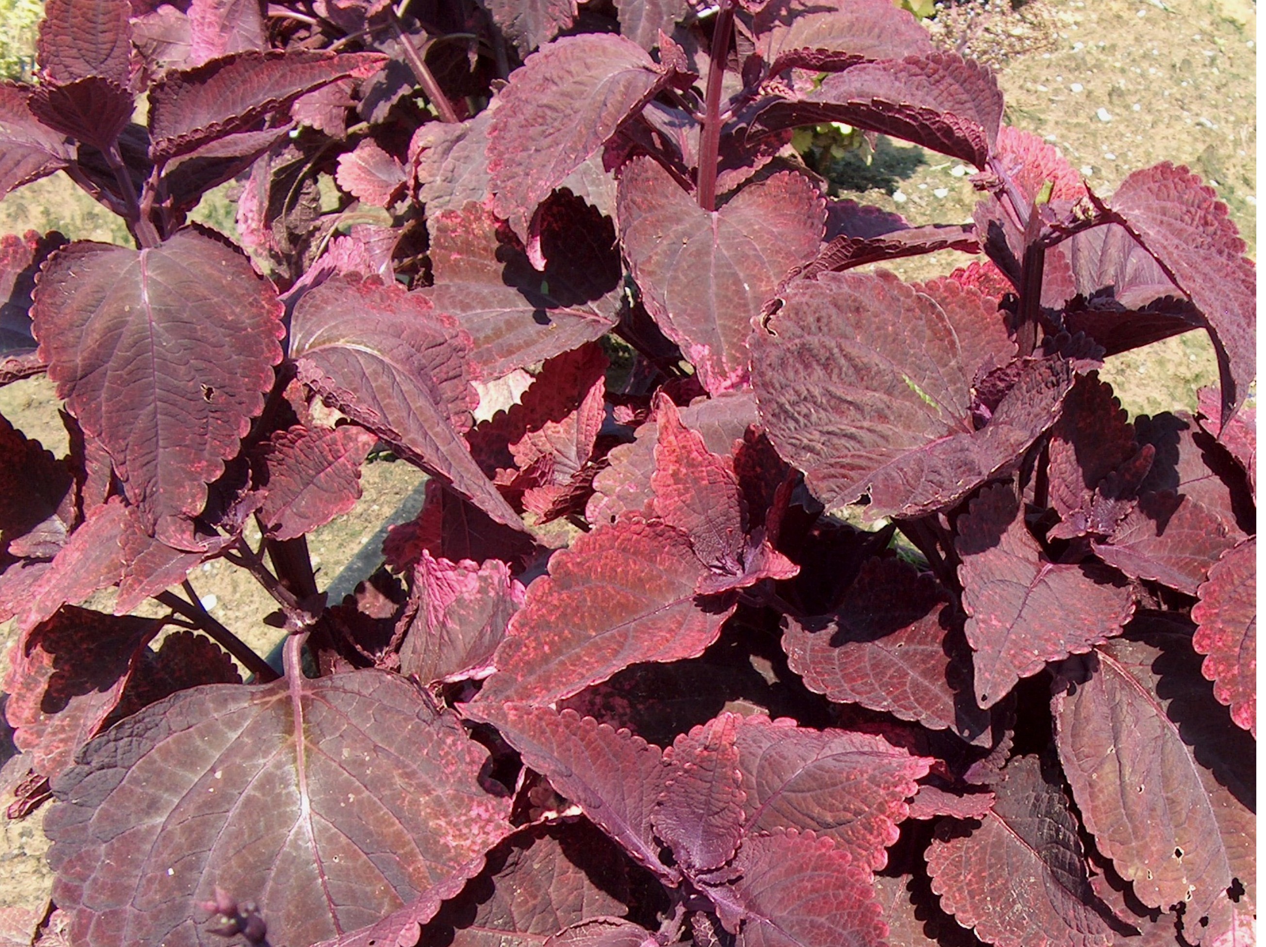 Solenostemon scutellarioides 'Mariposa'  / Solenostemon scutellarioides 'Mariposa' 