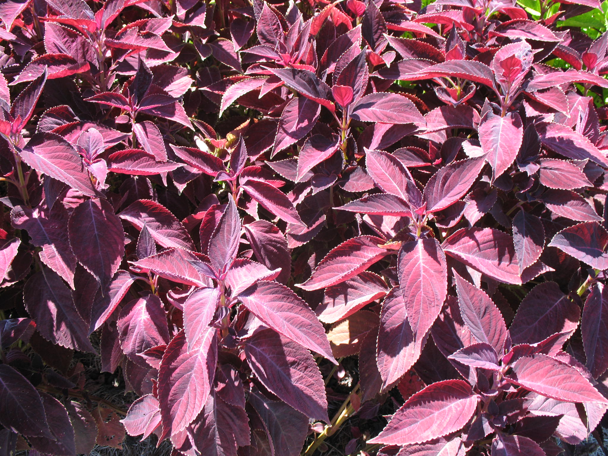 Solenostemon scutellarioides 'Merlot'   / Solenostemon scutellarioides 'Merlot'  