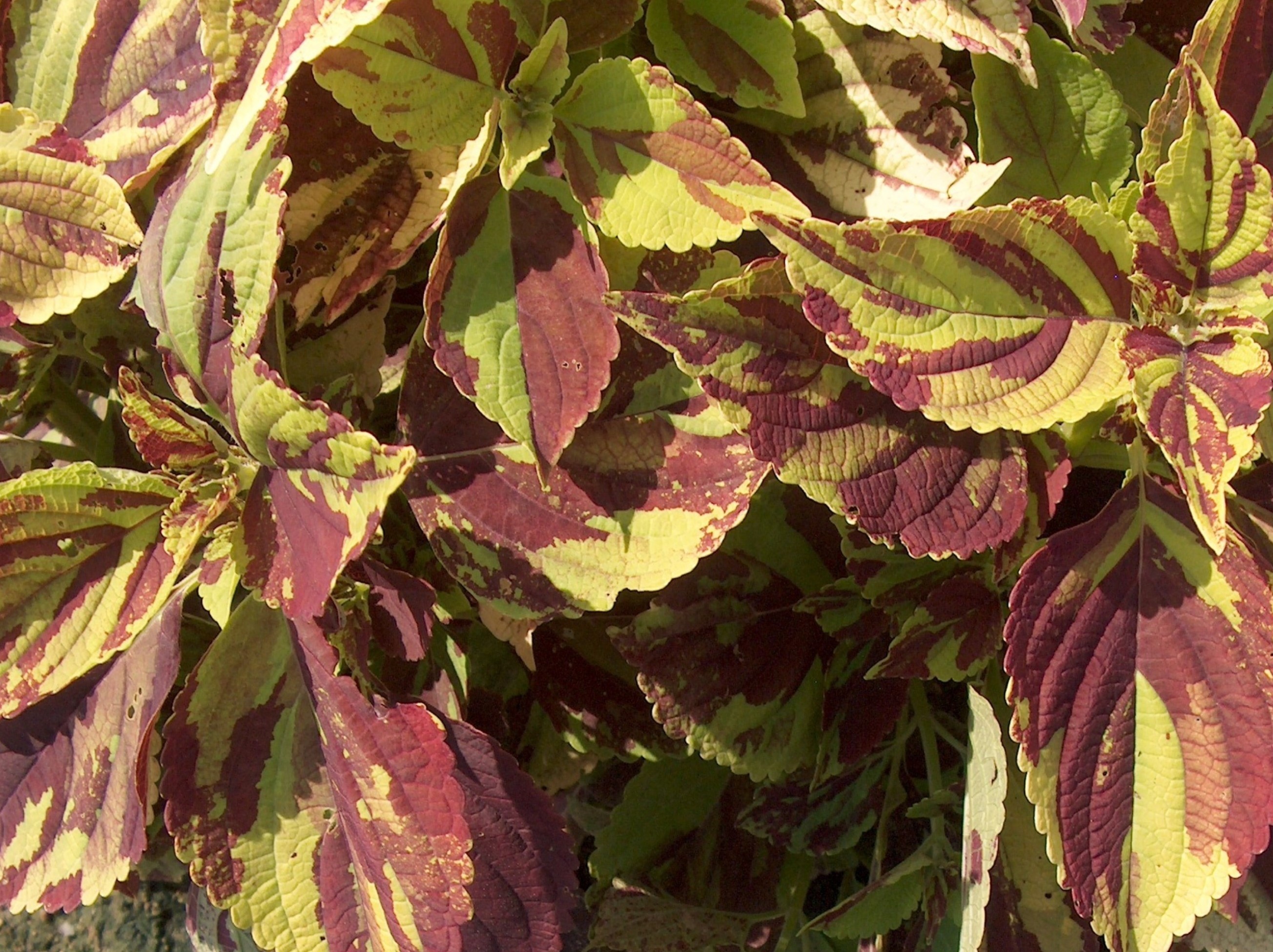 Solenostemon scutellarioides 'Painted Lady'  / Painted Lady Coleus