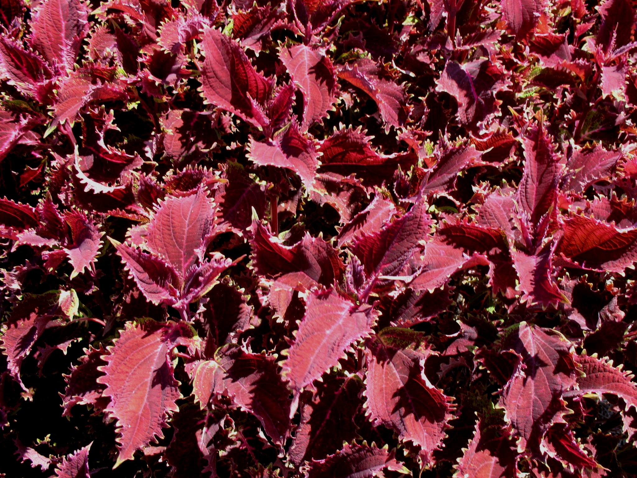 Solenostemon scutellarioides 'Red Ruffles'   / Red Ruffles Coleus