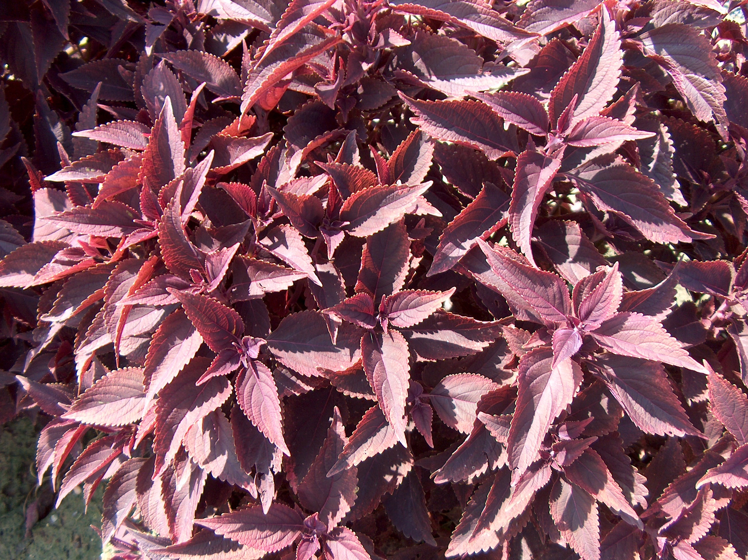 Solenostemon scutellarioides 'Religious Radish'   / Religious Radish Coleus