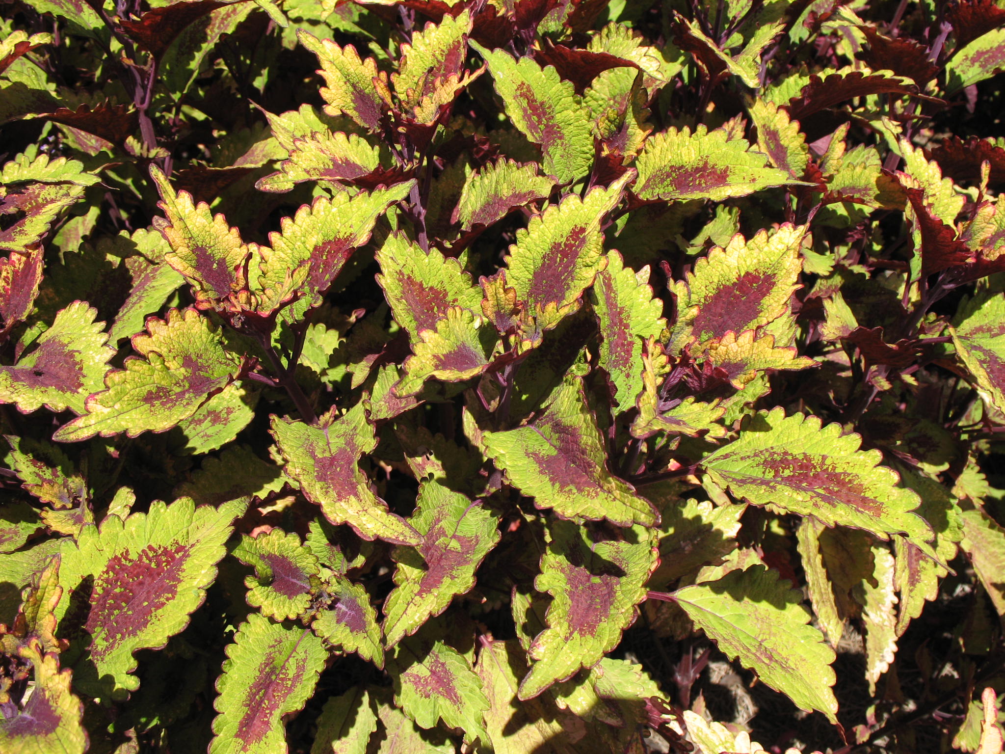 Solenostemon scutellarioides 'Roaring Fire'   / Roaring Fire Coleus