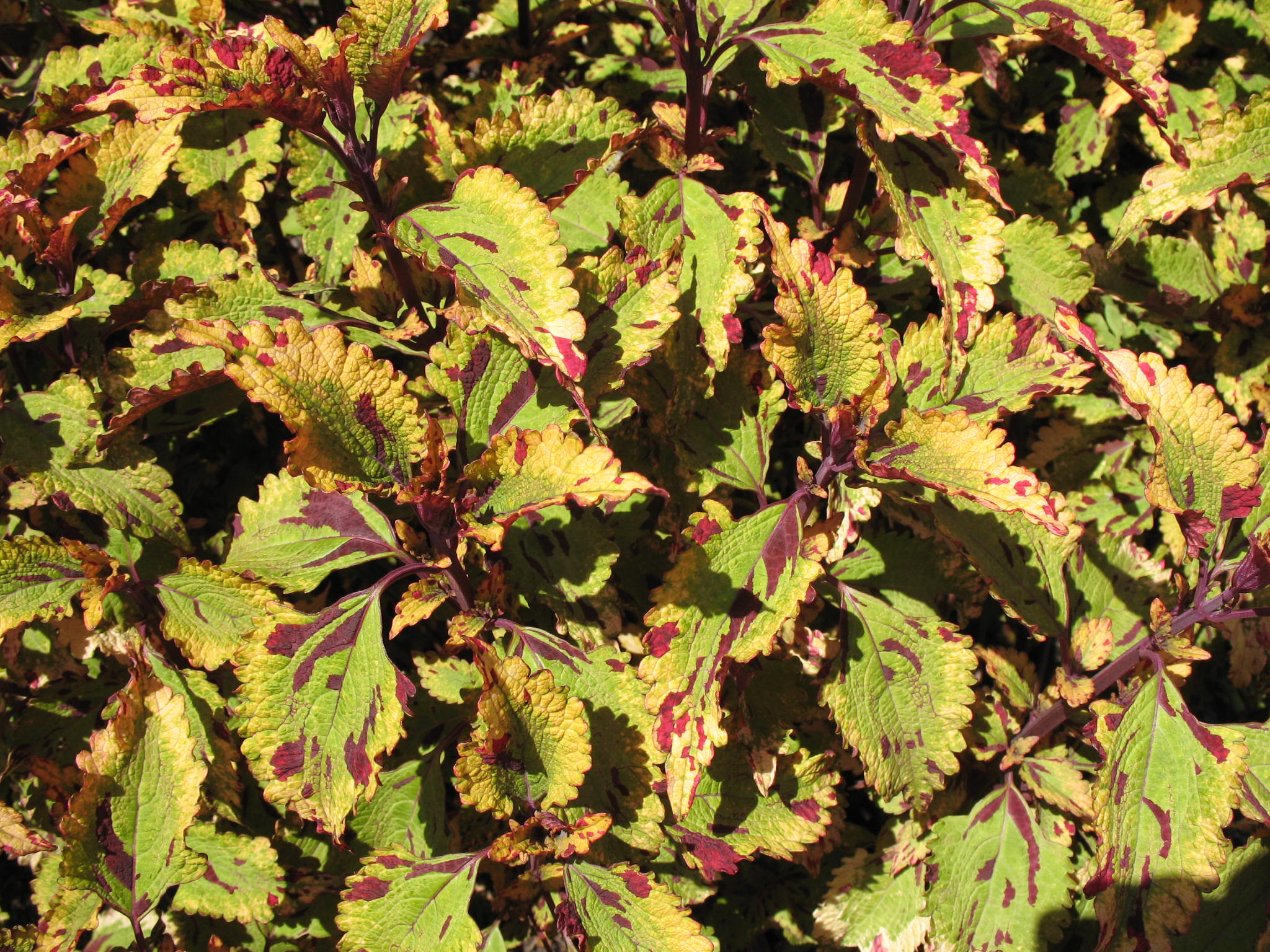 Solenostemon scutellarioides 'Stormy Weather'  / Solenostemon scutellarioides 'Stormy Weather' 