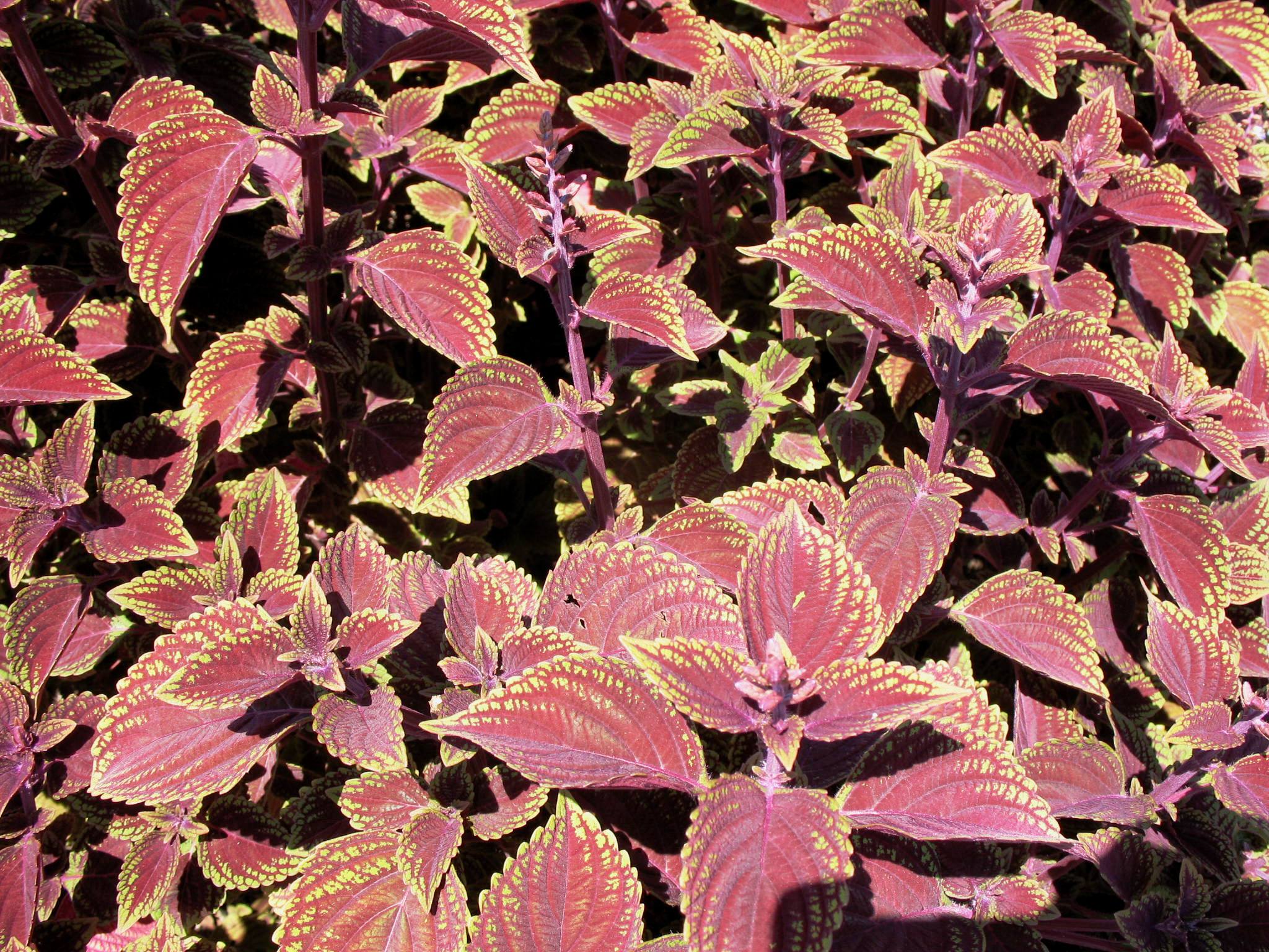 Solenostemon scutellarioides 'Velvet Lime' / Velvet Lime Coleus