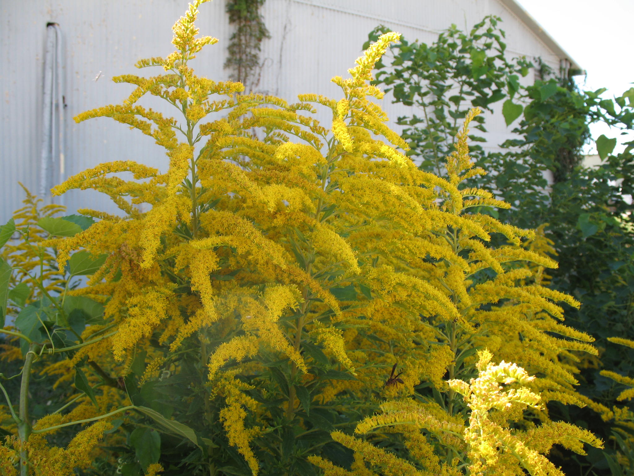 Solidago altissima / Goldenrod