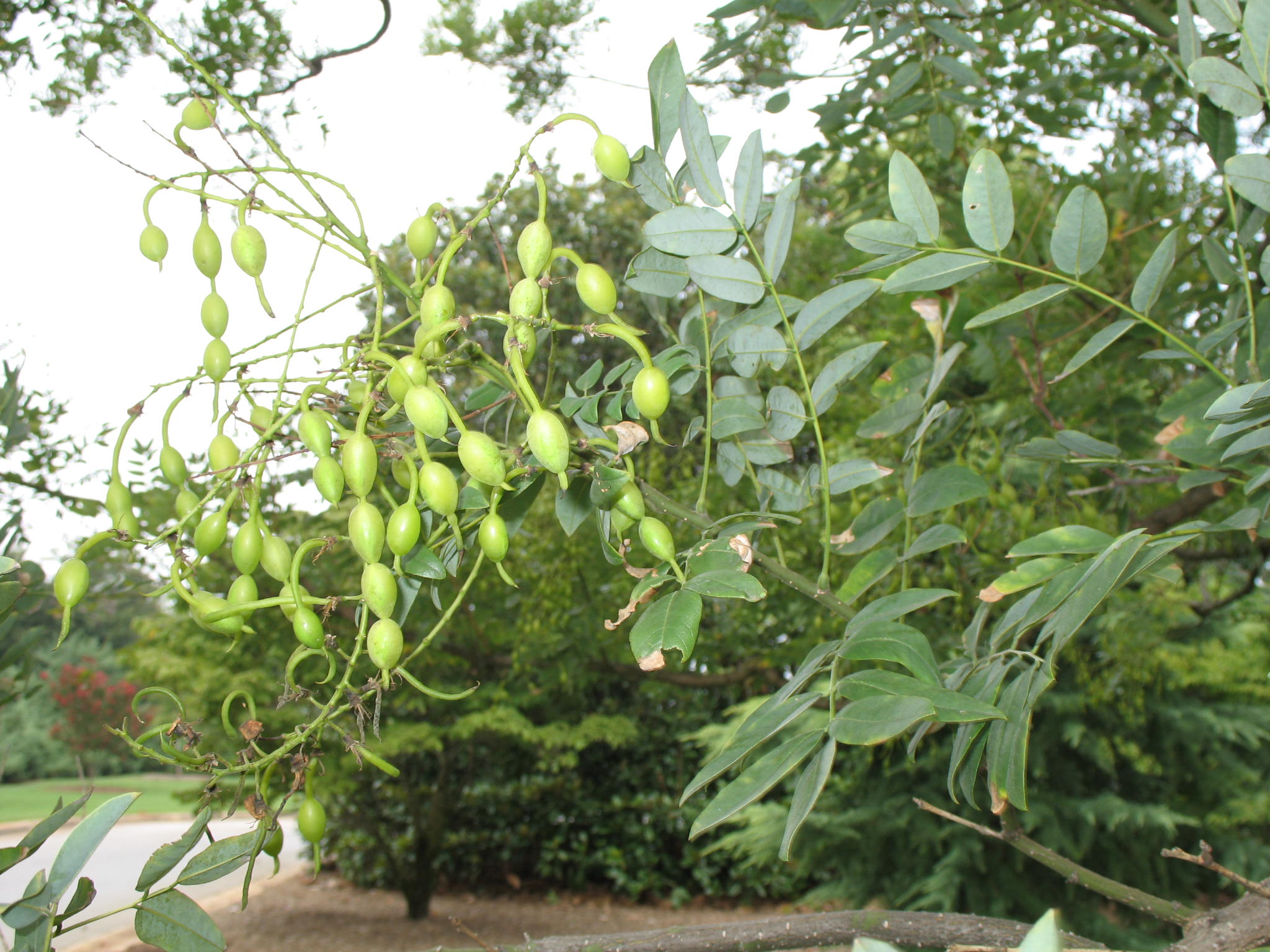 Sophora japonica 'Princeton Upright'   / Princeton Upright Sophora