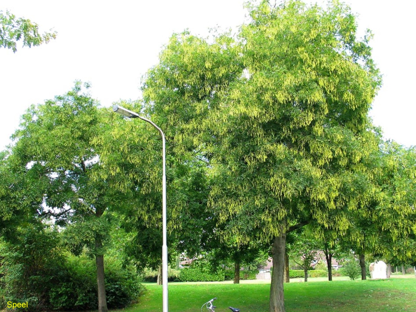 Sophora japonica / Japanese Pagoda Tree