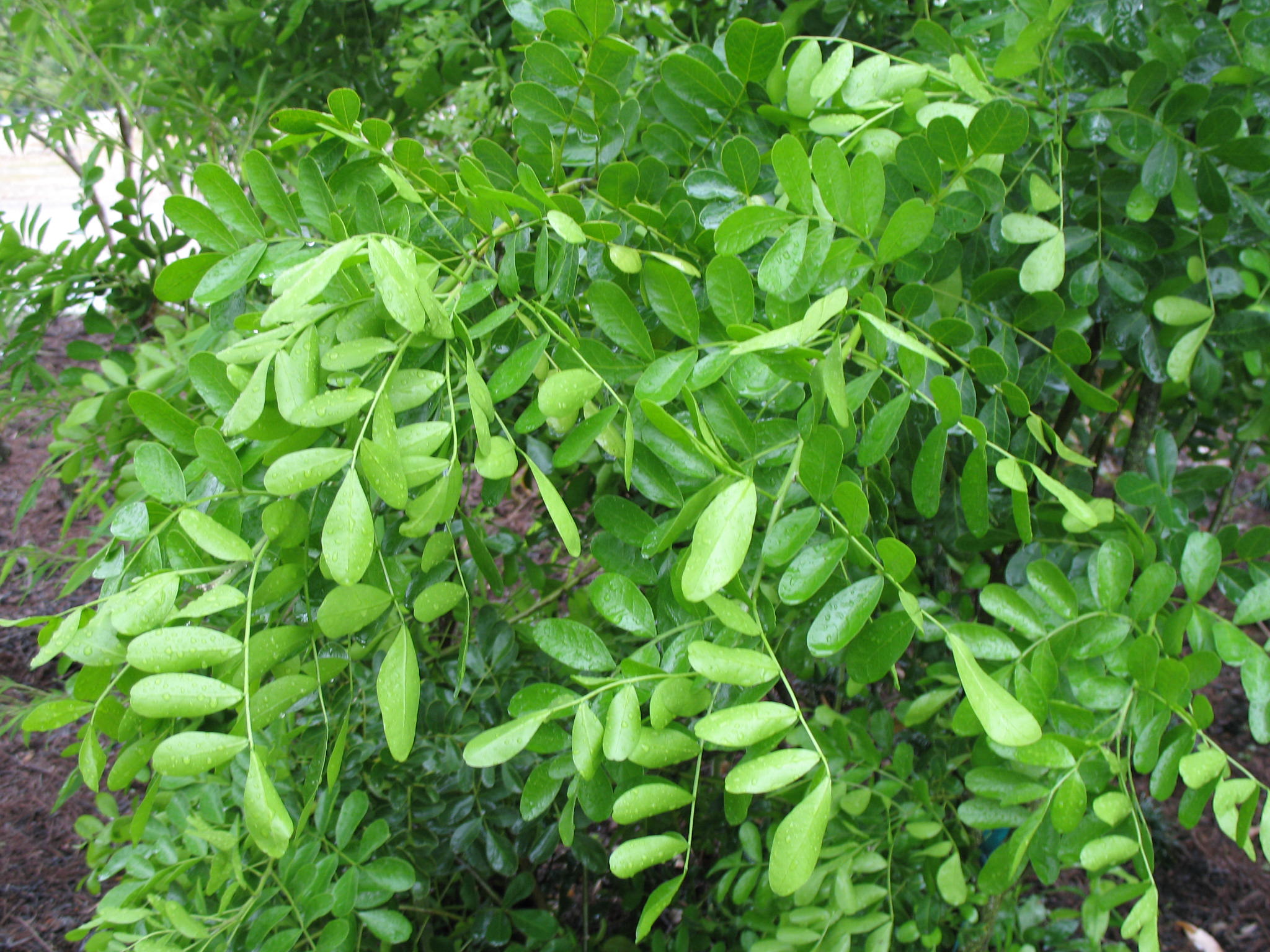 Sophora secundiflora / Sophora secundiflora