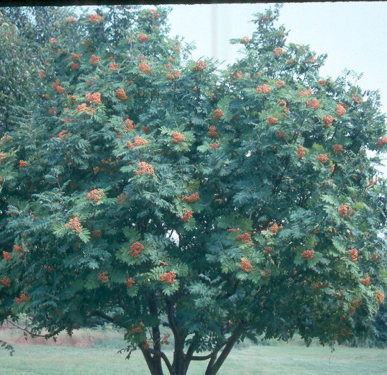 Sorbus americana  / American Mountain Ash