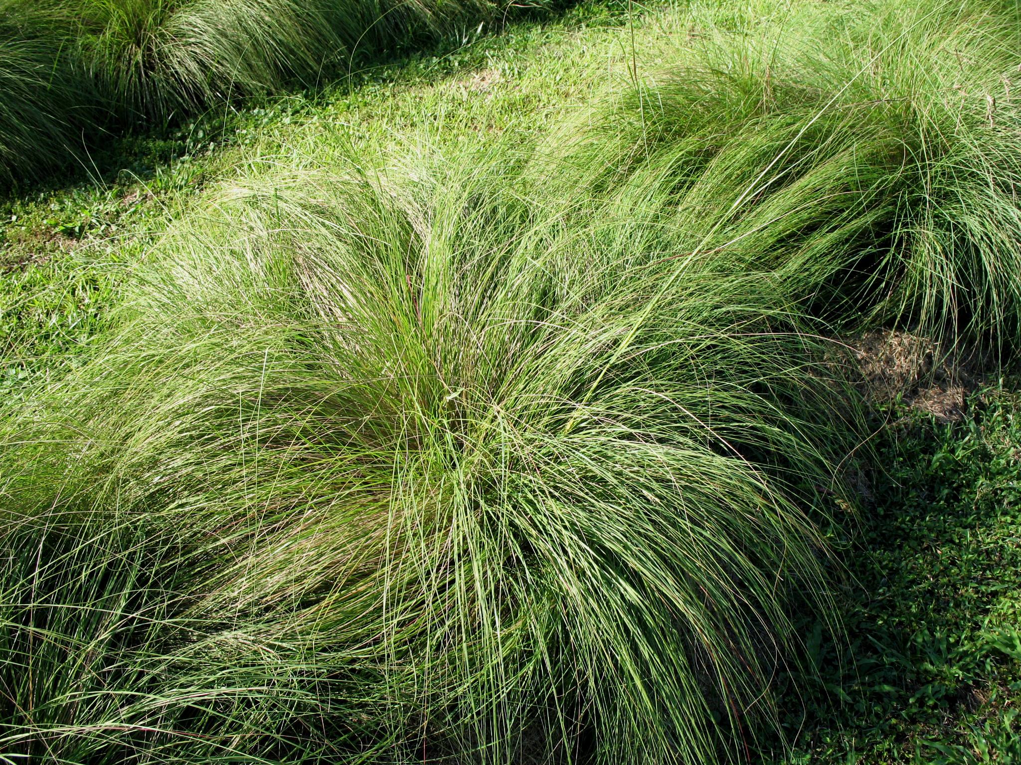 Spartina alterniflora  / Smooth Cordgrass