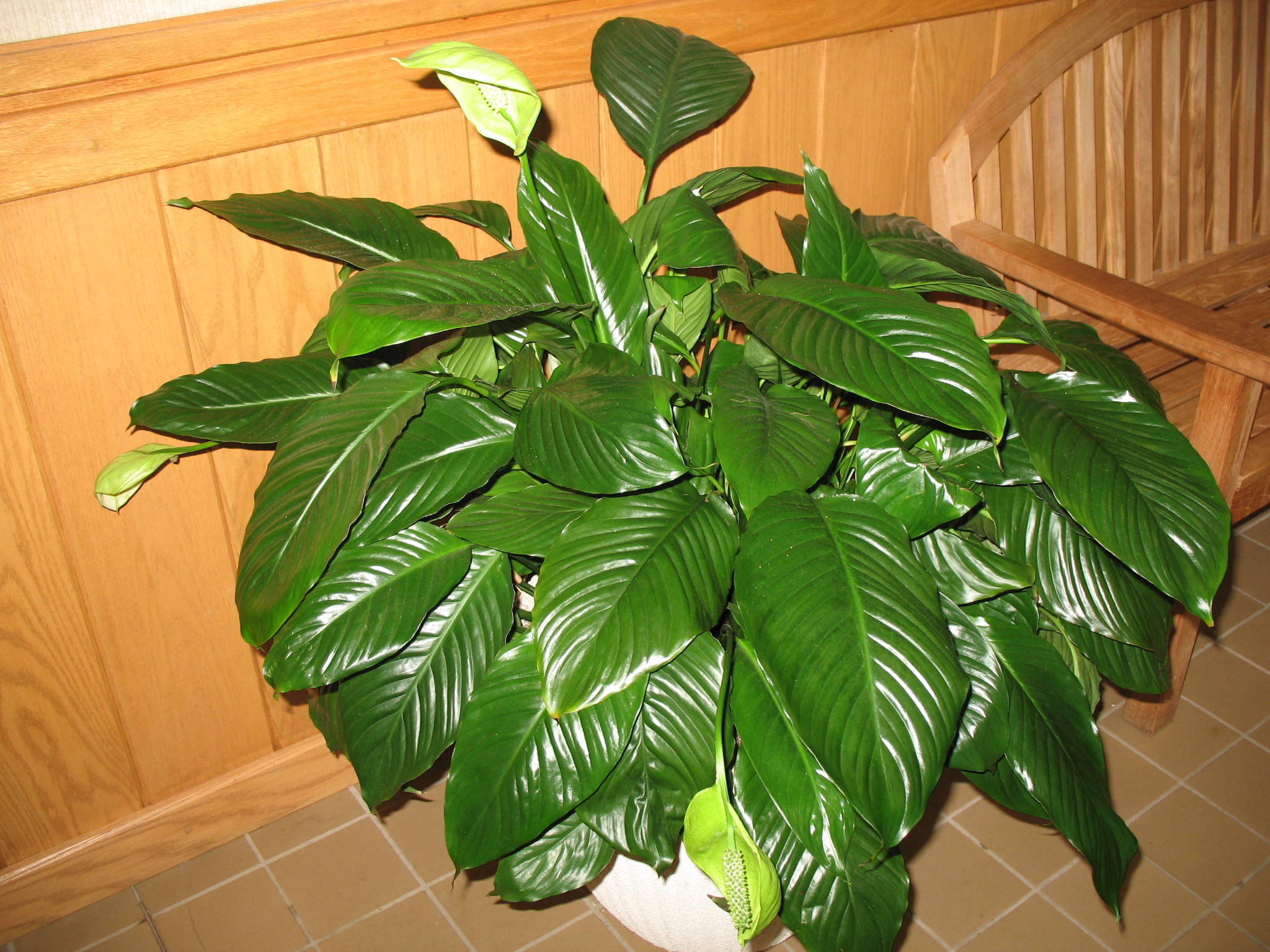 Spathiphyllum species / Spathiphyllum, Peace Plant