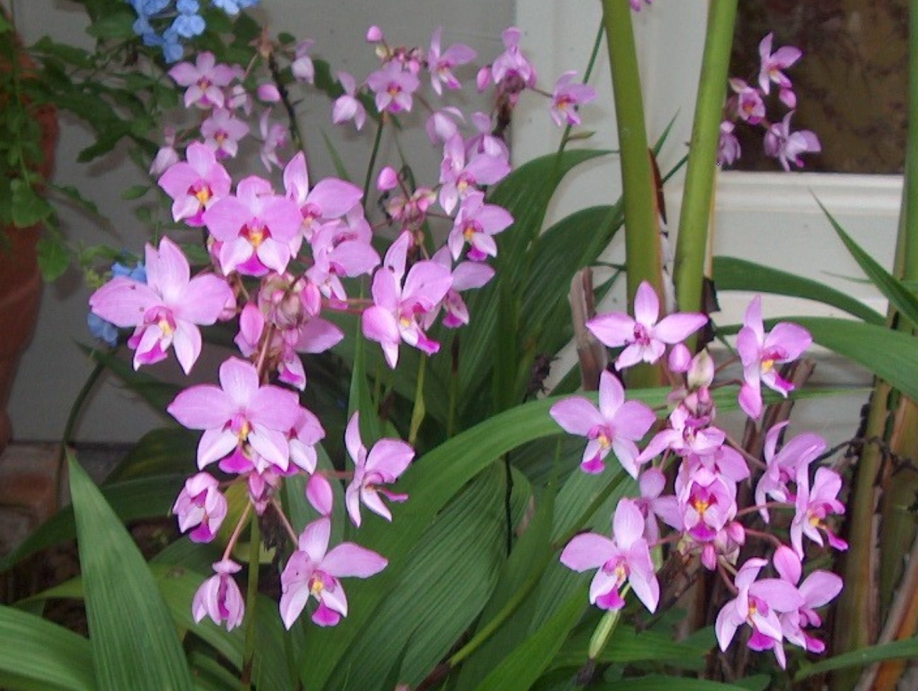 Spathogattis plicata / Philippine Ground Orchid