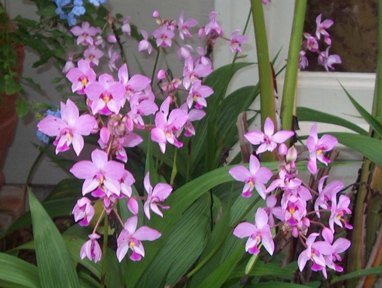 Orchid Plants