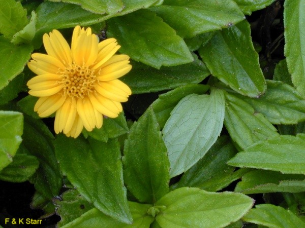 Sphagneticola trilobata  / Creeping Daisy