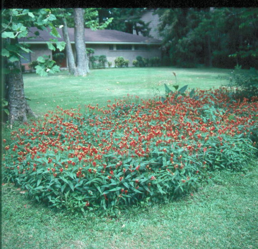 Spigelia marilandica / Spigelia marilandica