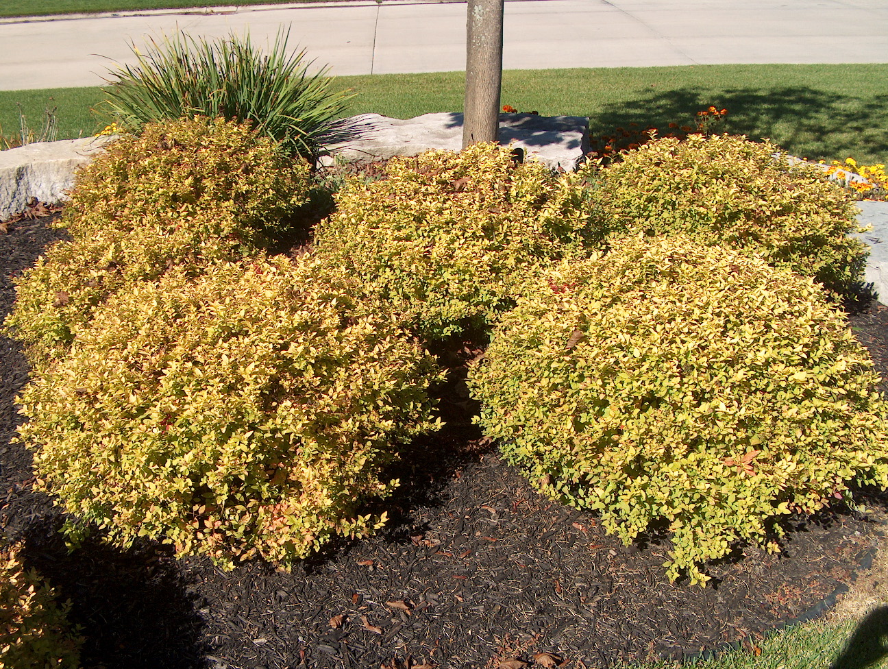 Spiraea japonica 'Gold Mound'  / Japanese Gold Mound Spirea