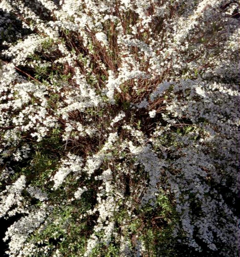 Spiraea prunifolia / Bridal Wreath Spirea