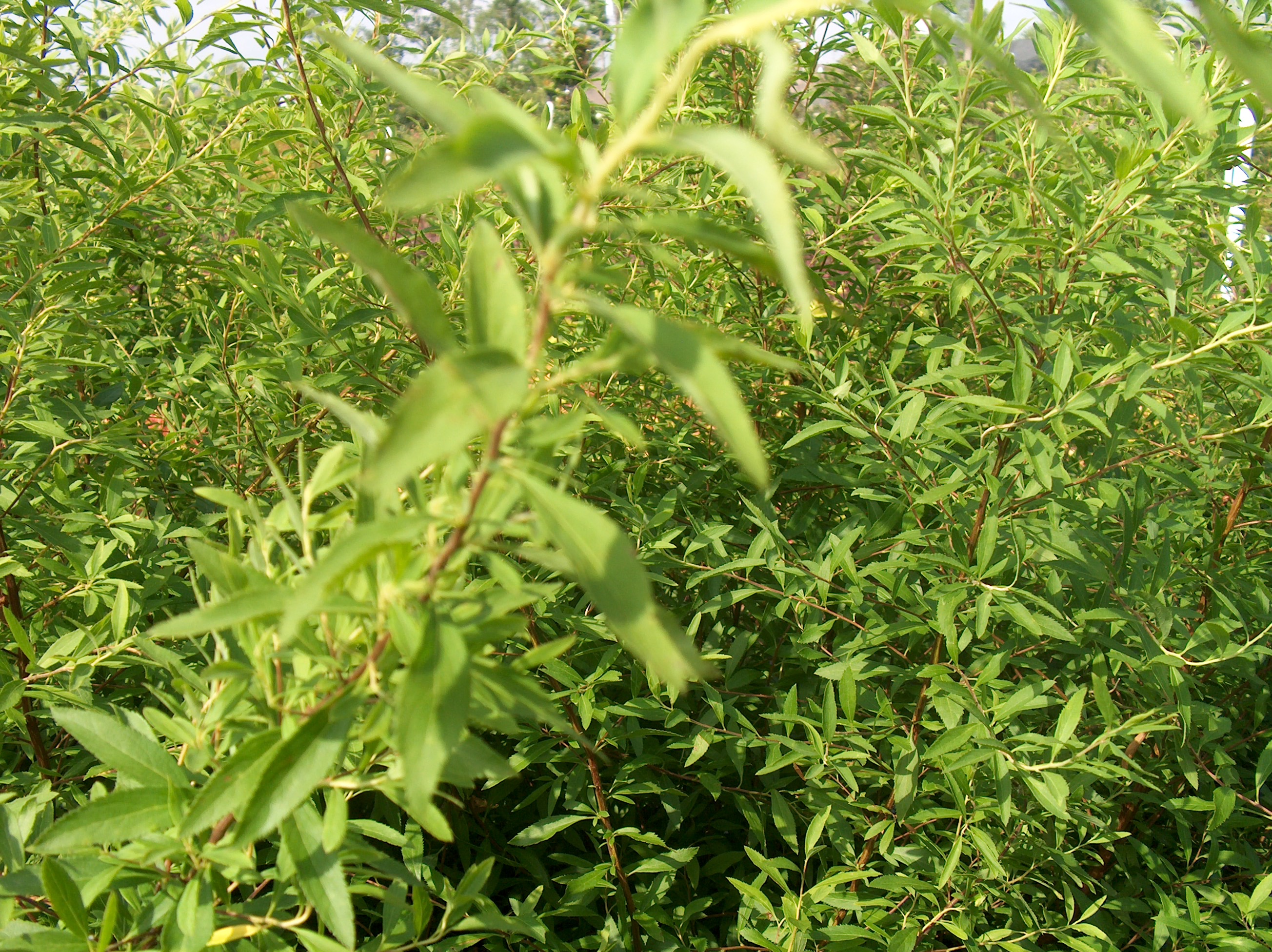 Spiraea thunbergii / Spiraea thunbergii