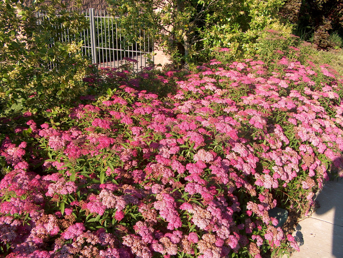 Spiraea x bumalda 'Anthony Waterer' / Anthony Waterer Spirea