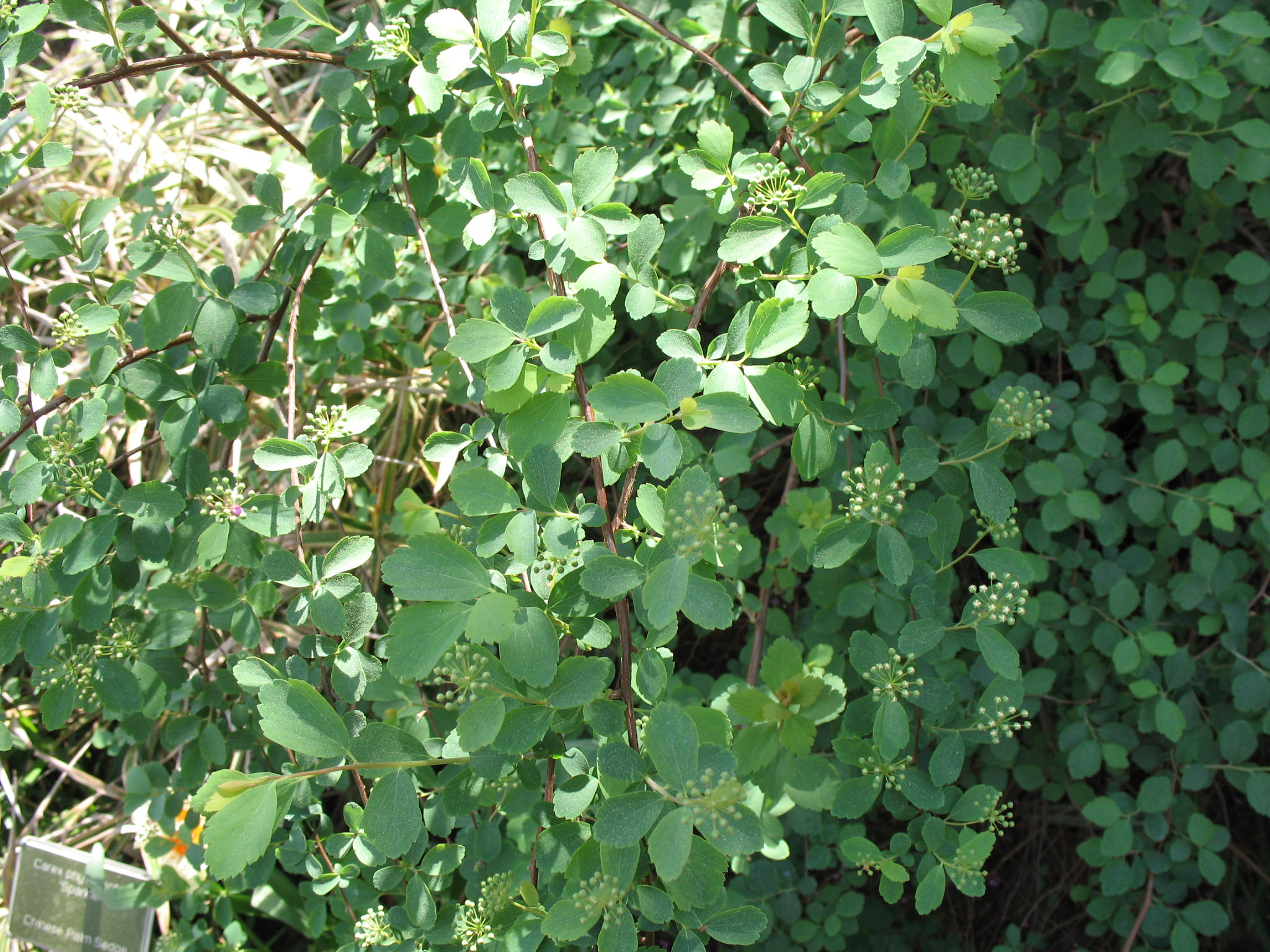 Spiraea x vanhouttei / Spiraea x vanhouttei