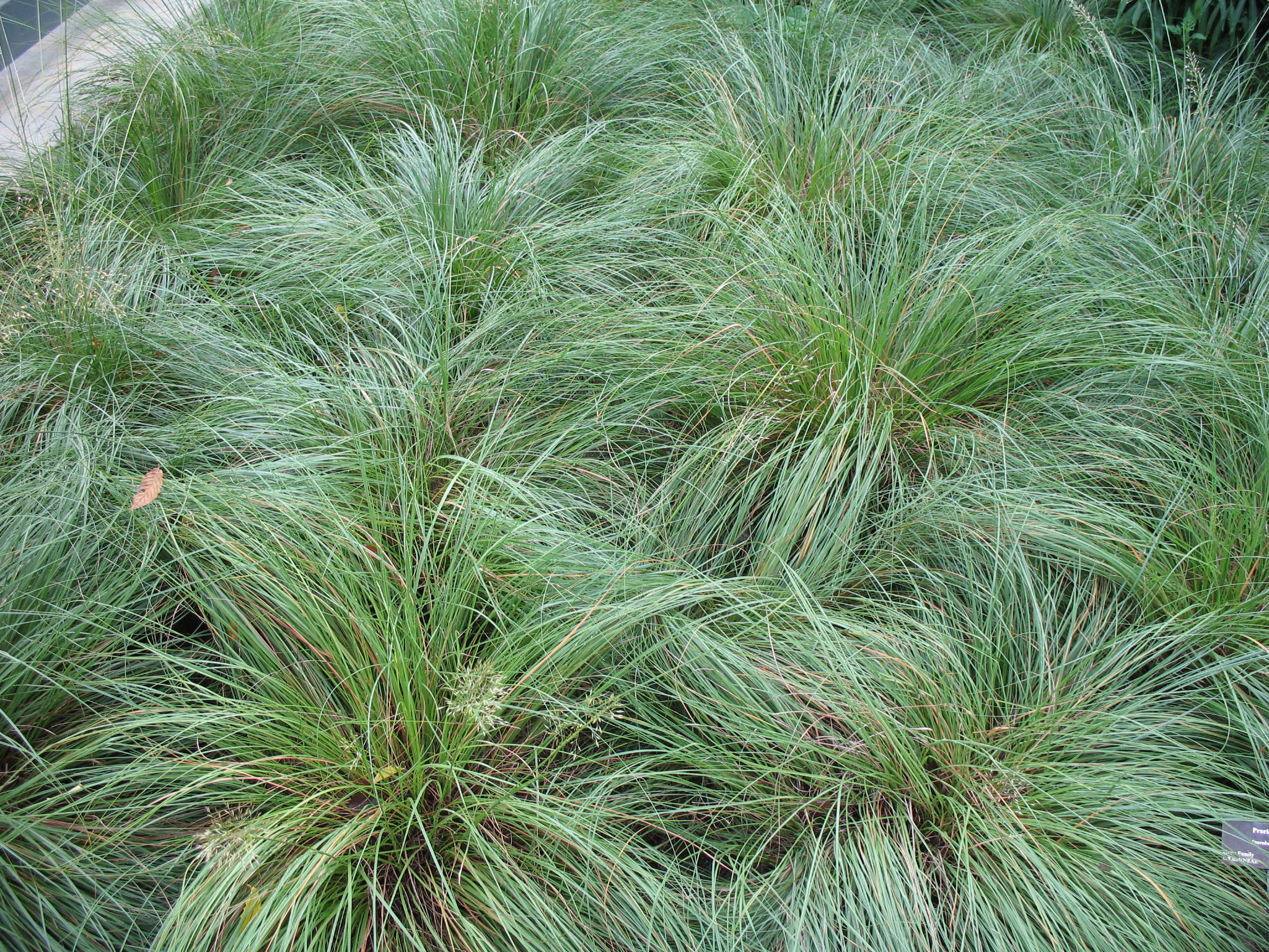 Sporobolus heterolepis   / Prairie Dropseed