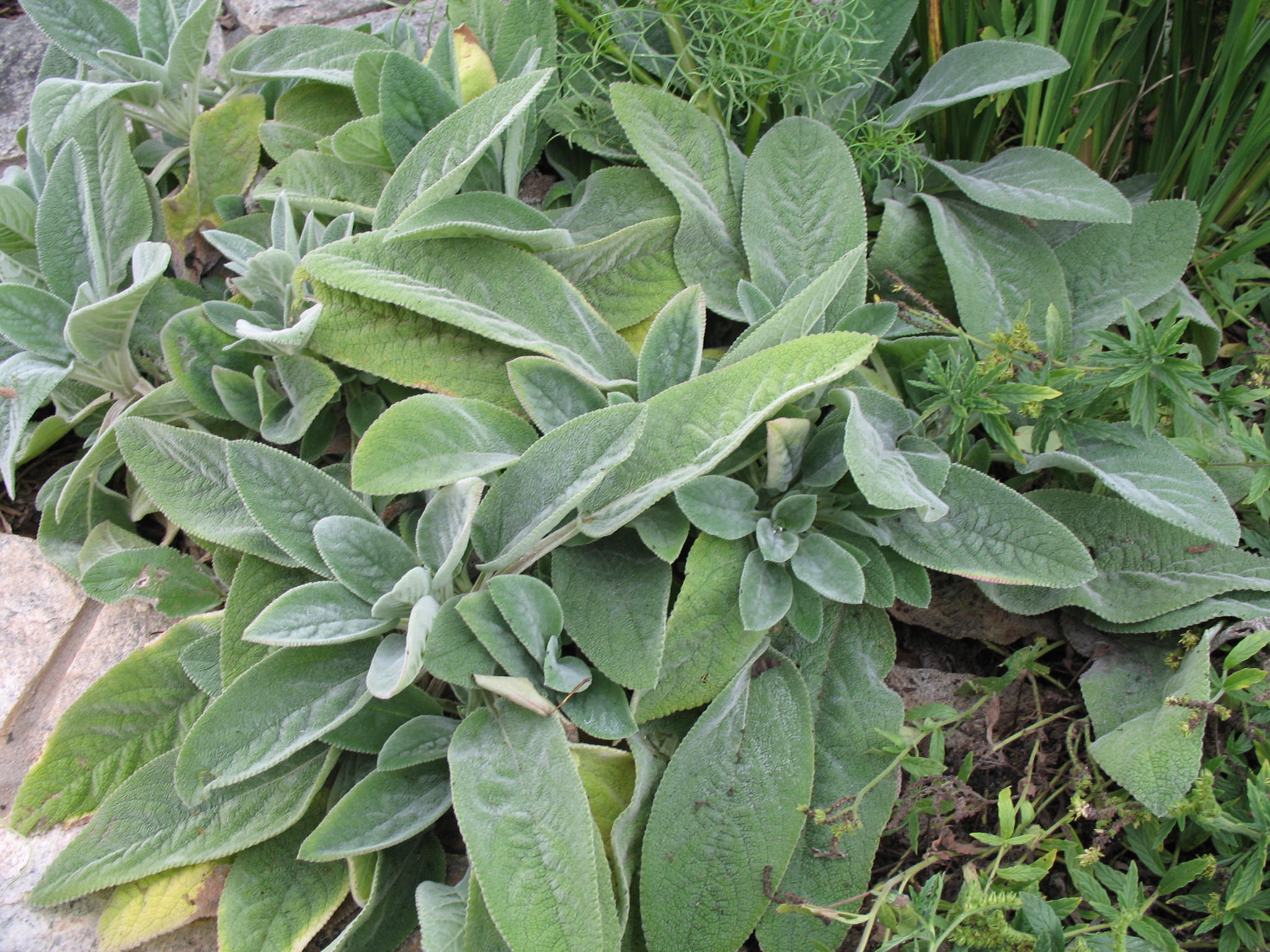 Stachys byzantina / Stachys byzantina