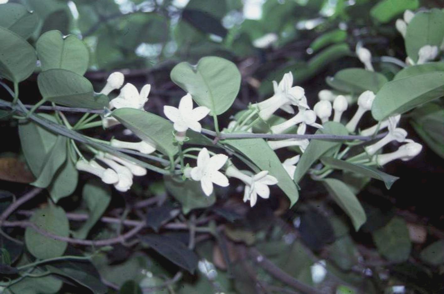 Stephanotis floribunda / Stephanotis