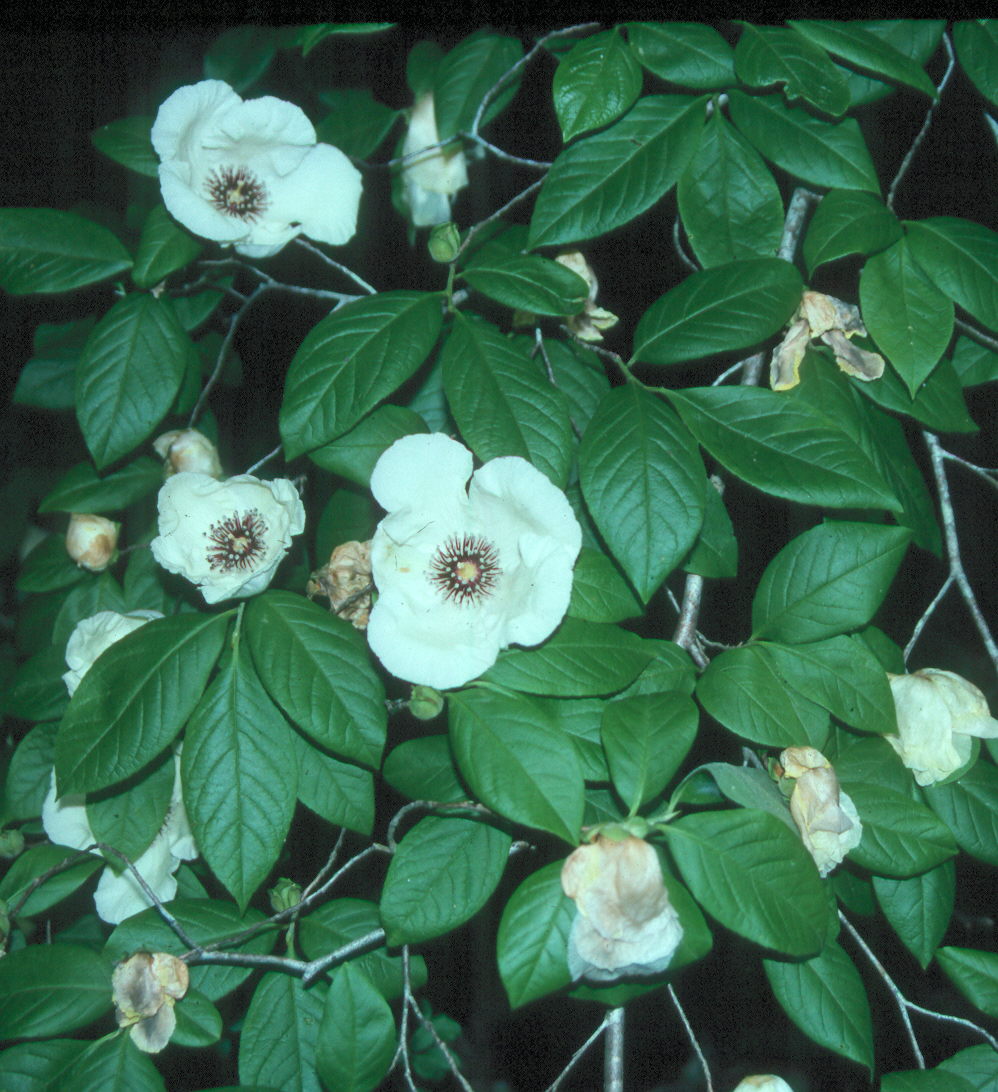 Stewartia malacodendron / Stewartia malacodendron