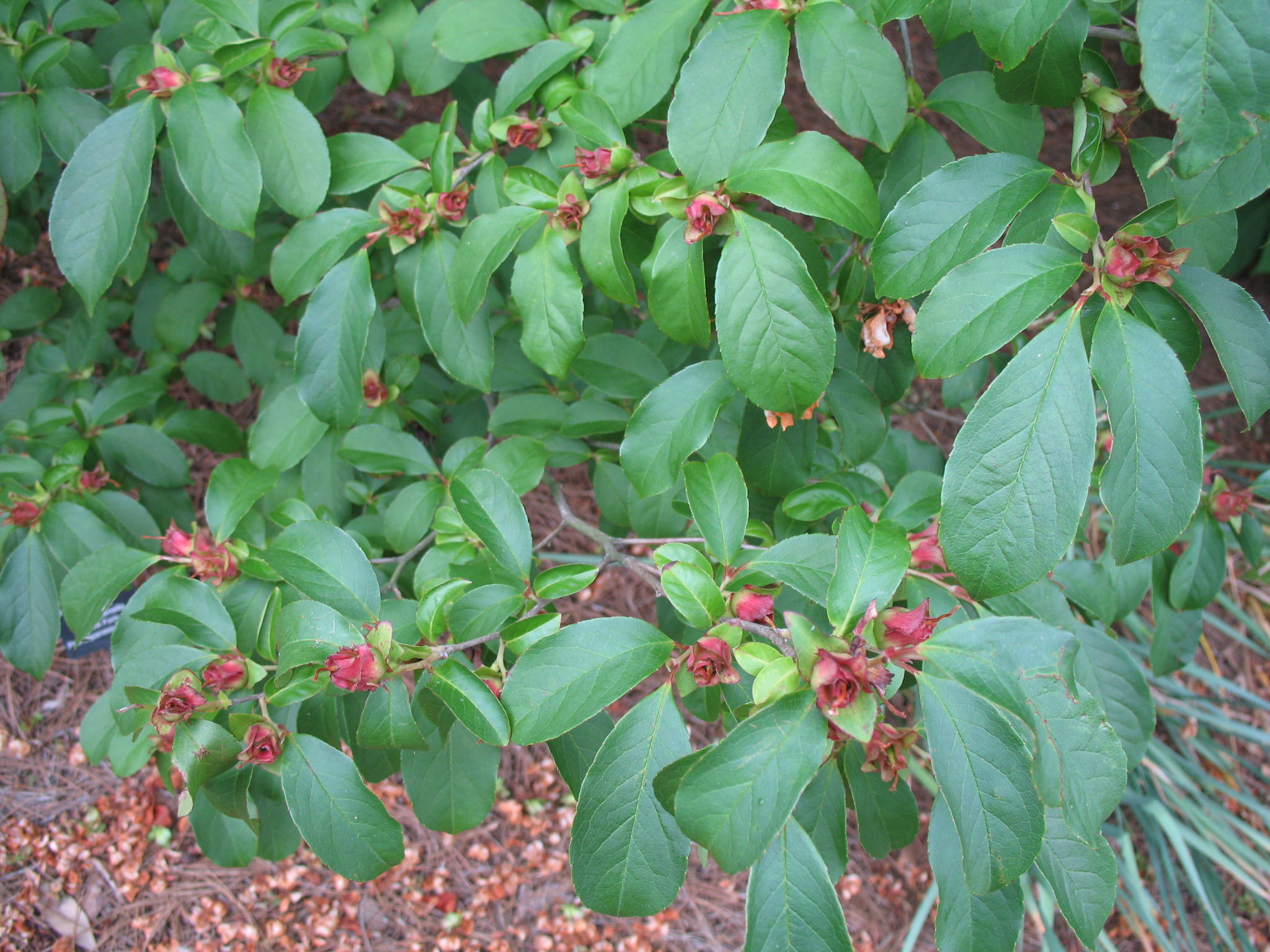 Stewartia pseudocamellia 'Pink Form'   / Pink Japanese Stewartia