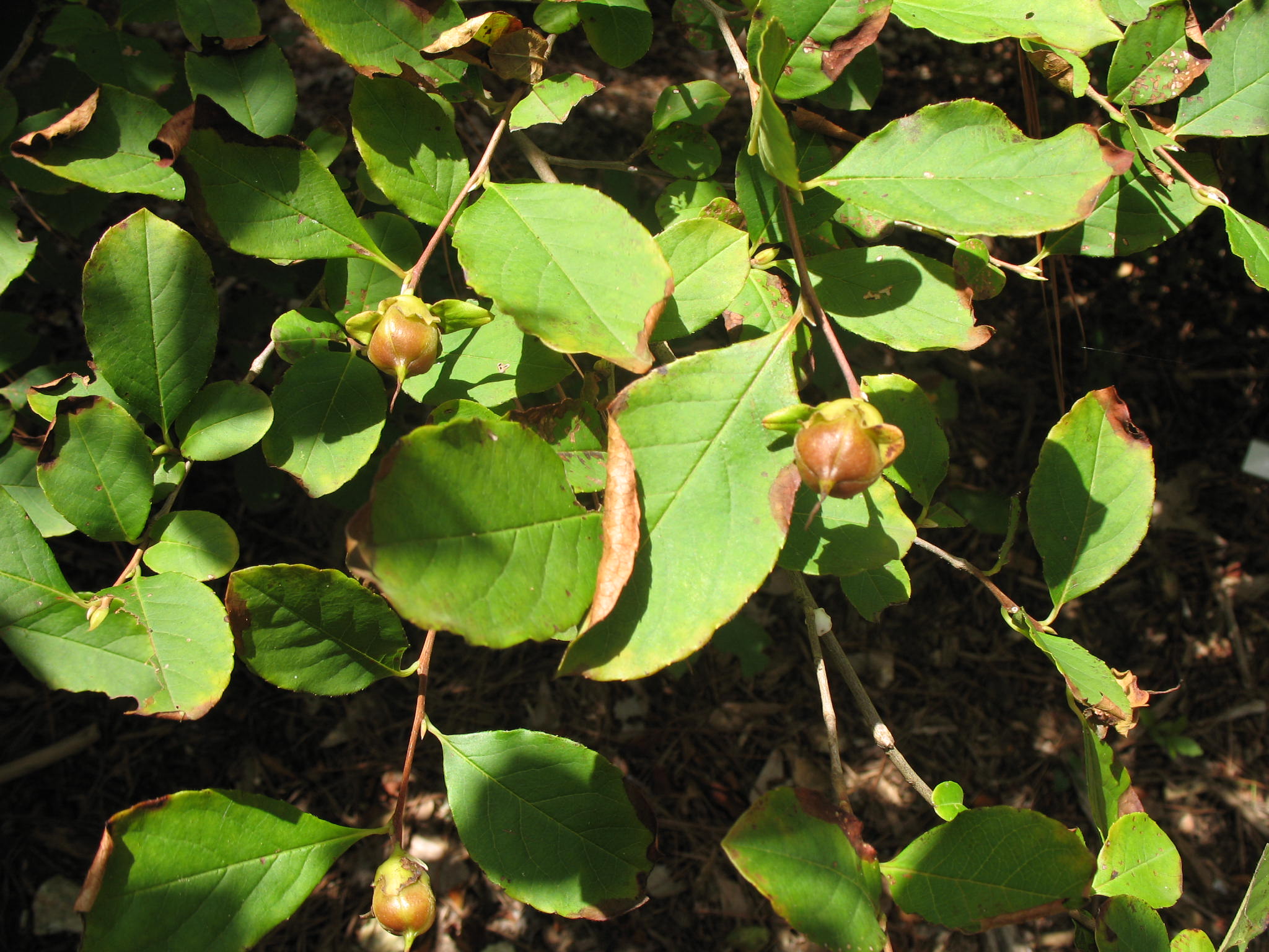 Stewartia rostrata  / Stewartia rostrata 