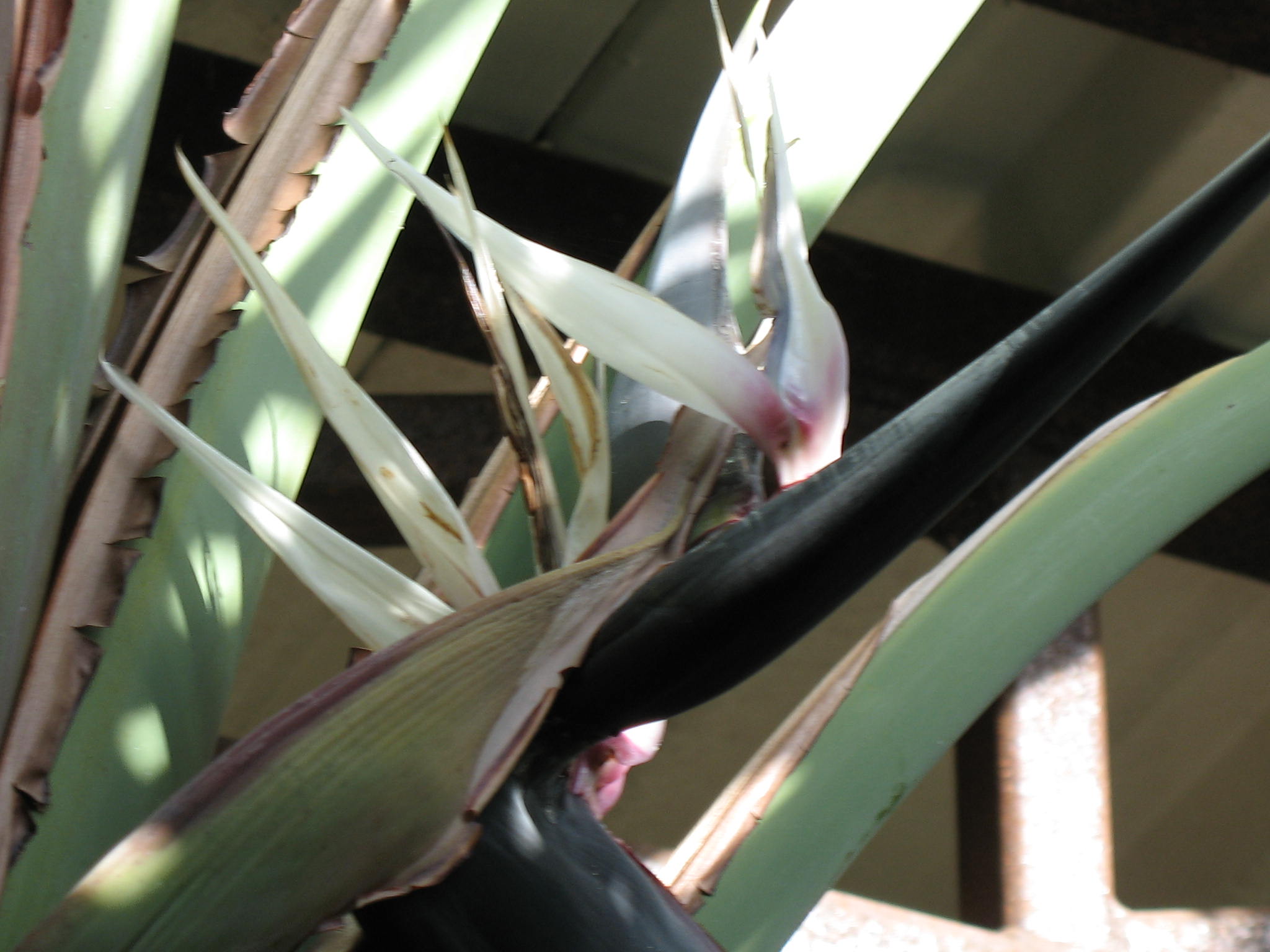 Strelitzia nicolai  / Bird-of-Paradise Tree