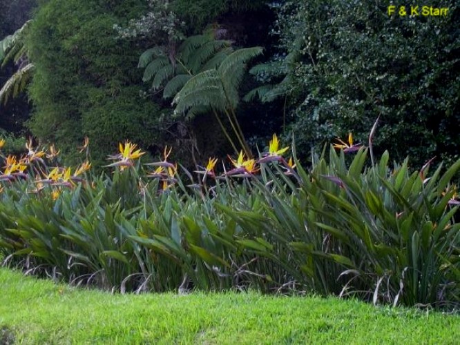 Strelitzia reginae  / Bird of Paradise